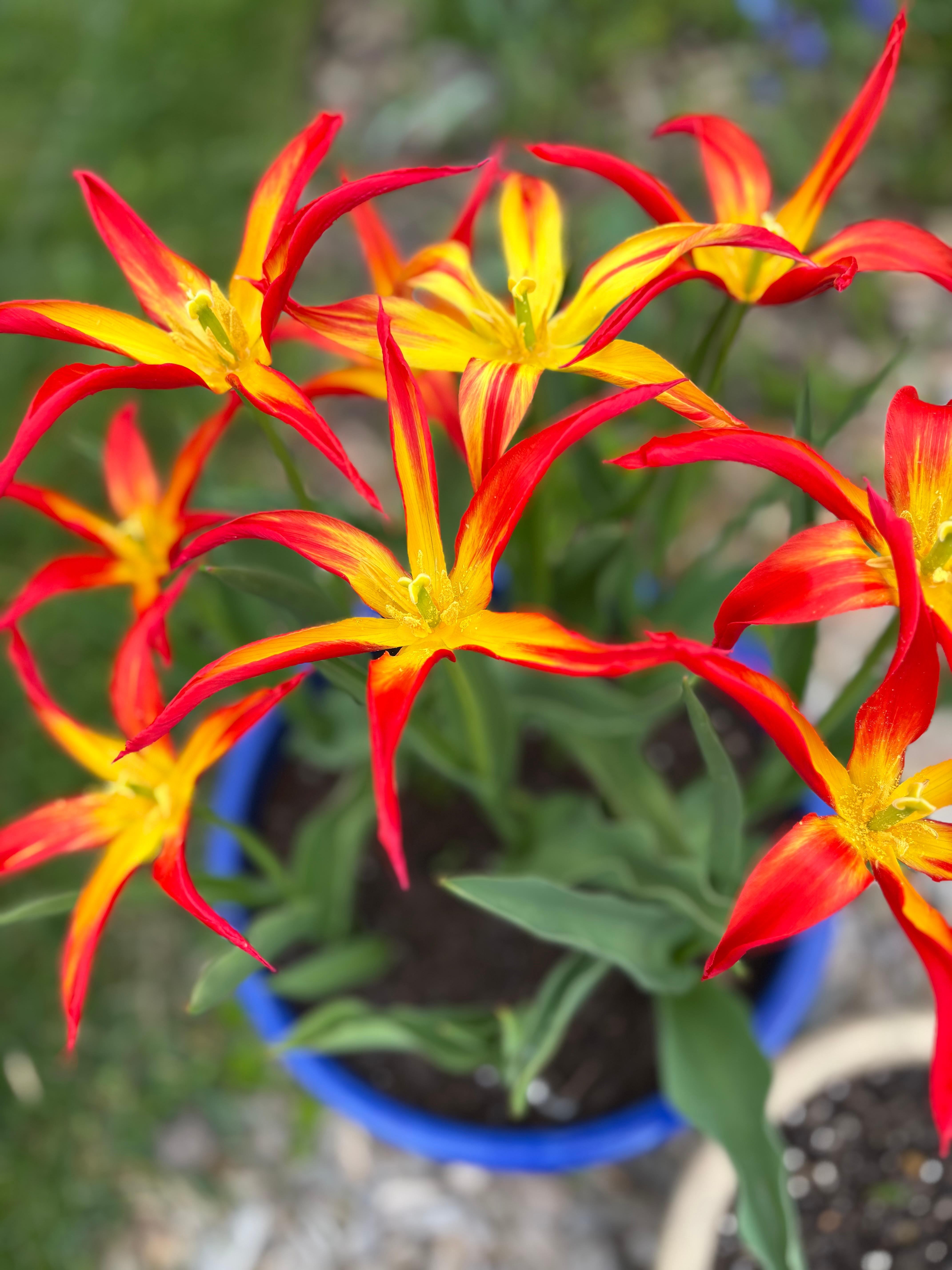 Tulpenliebe