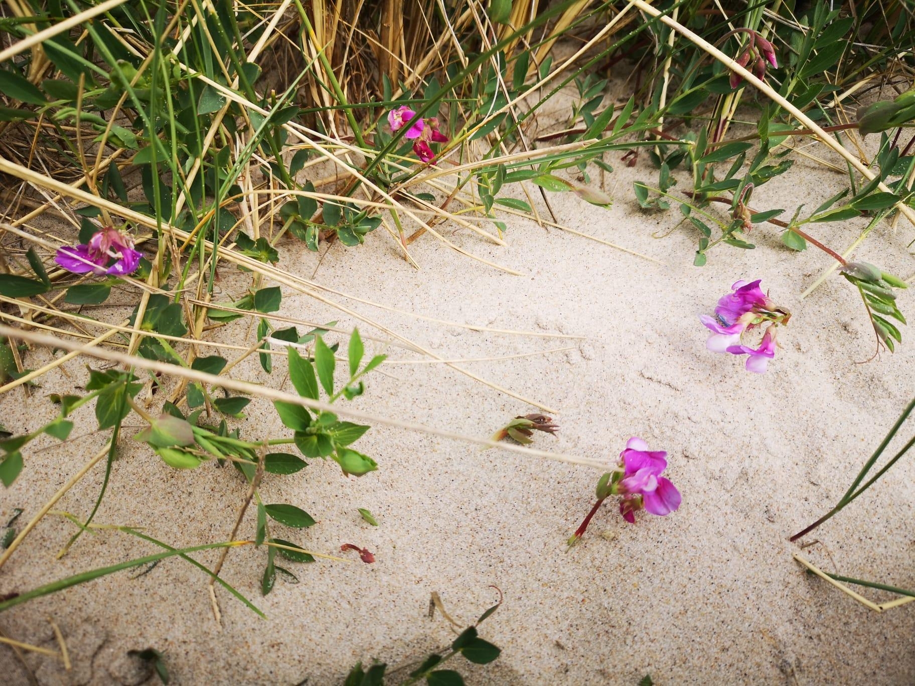 Überall gibt es #Leben, man muss nur hinsehen. #Strand #Blumen  #Natur
