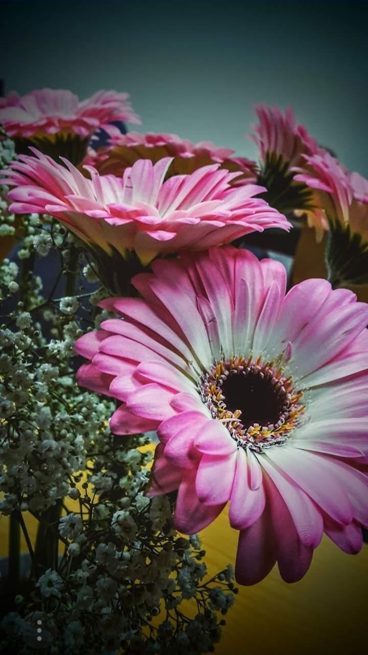 Übersehe nicht die kleinen Dinge im deinem Leben, um etwas zu großes zu erreichen. 
#Blumen
#Pink