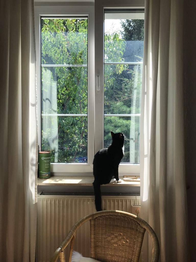 Und da draußen ist die weite Welt. #window #vorhänge #fensterwelt #nature #lichtstimmung #cat #katzenliebe #esszimmer
