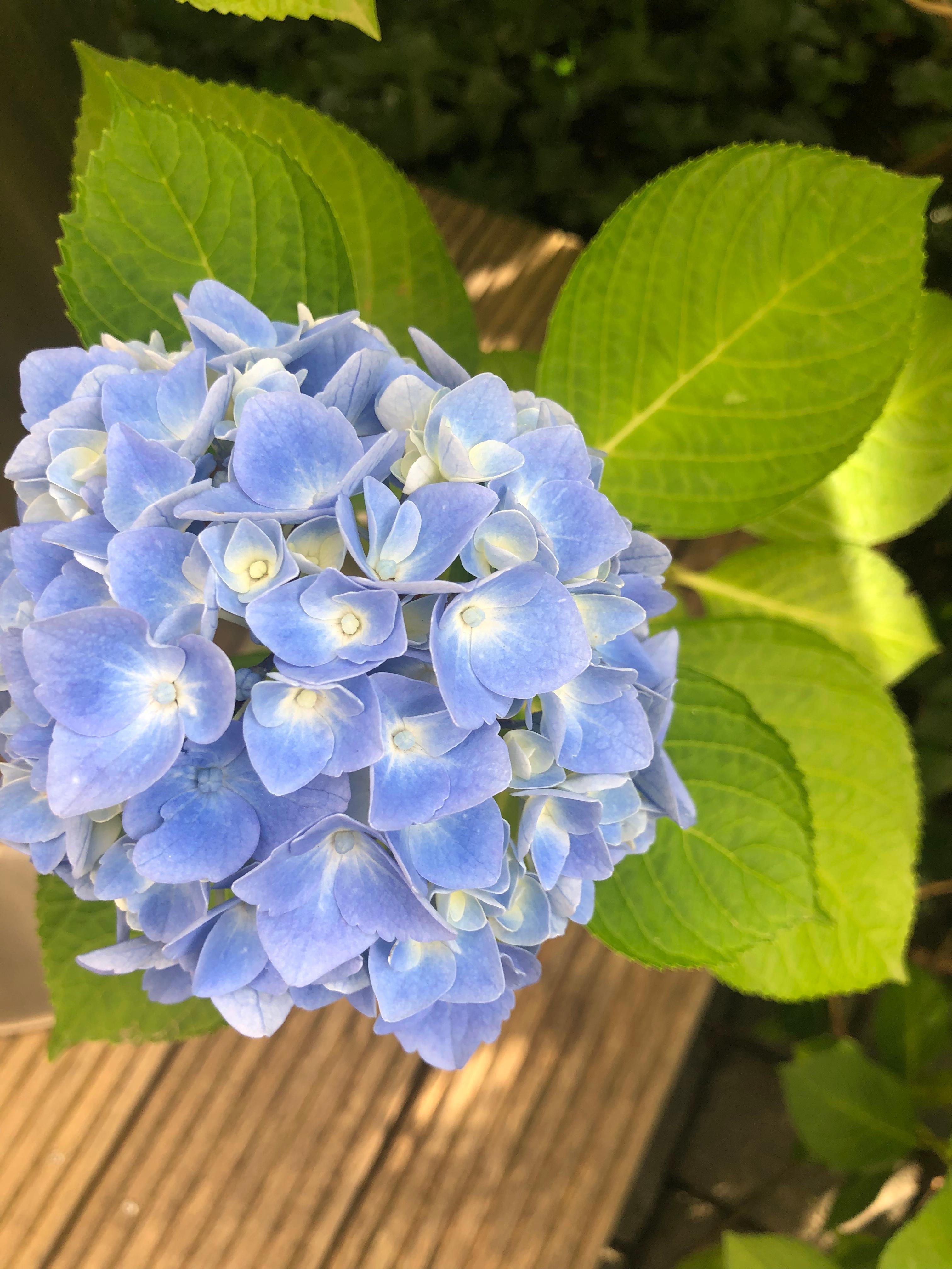 Und da ich mich nicht entscheiden konnte auch noch mal in blau 😉 #outdoorweek #sommerblumen #hortensien #garten 