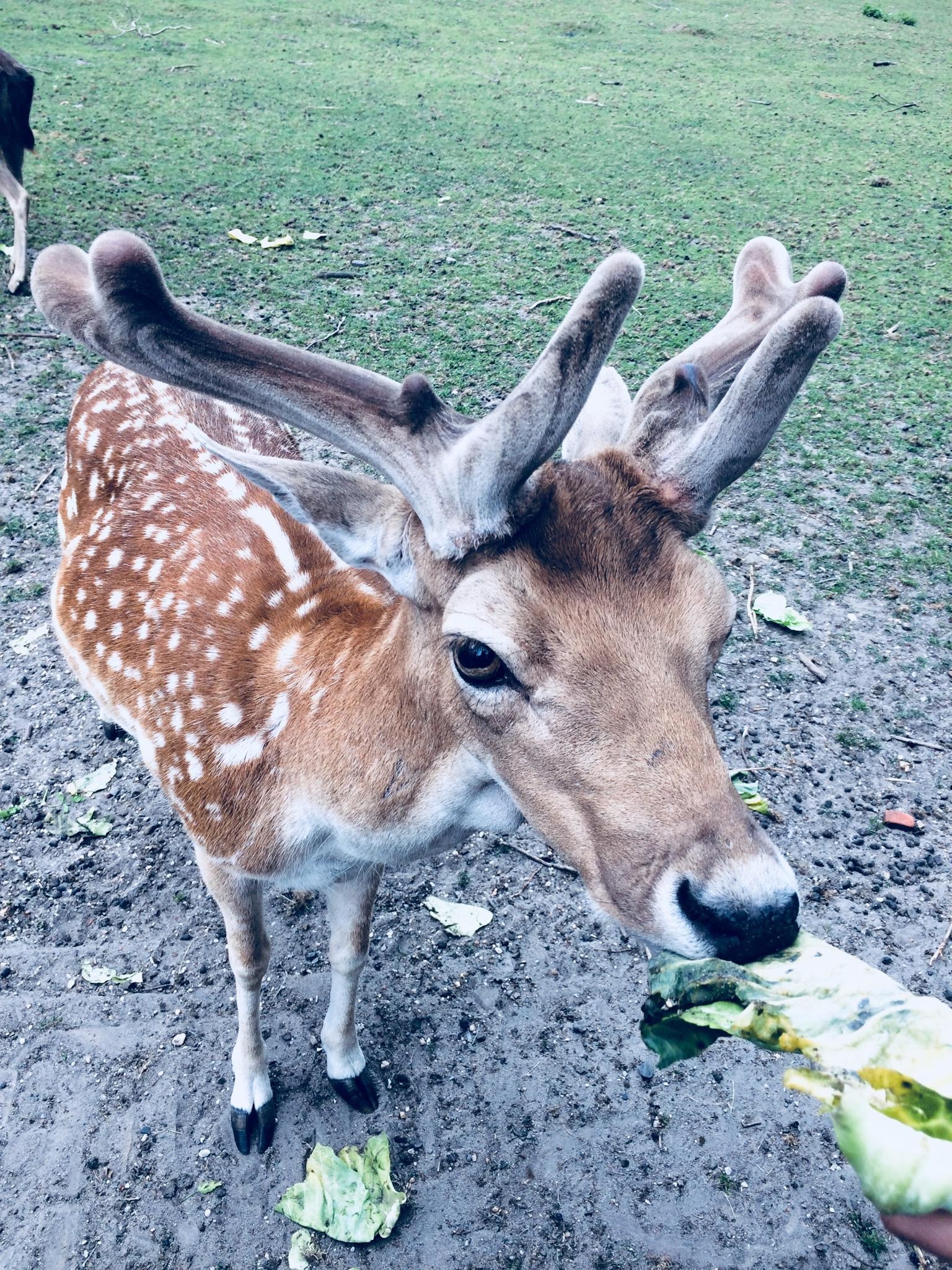 Und noch ein neuer tierischer Freund heute! 🦌 #hirsch #reh #bambi #tiere #wald #wiese #grün #natur