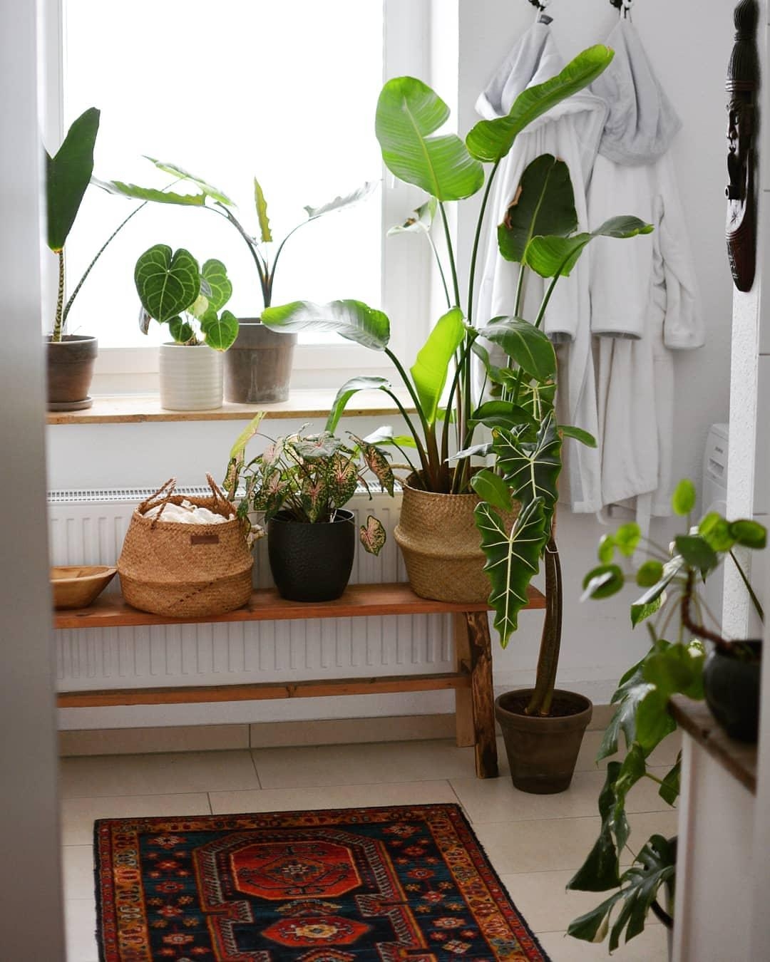 Unser Badezimmer ist unser ganz privater, kleiner Dschungel. 🐒🌴#pflanzenliebe #urbanjungle