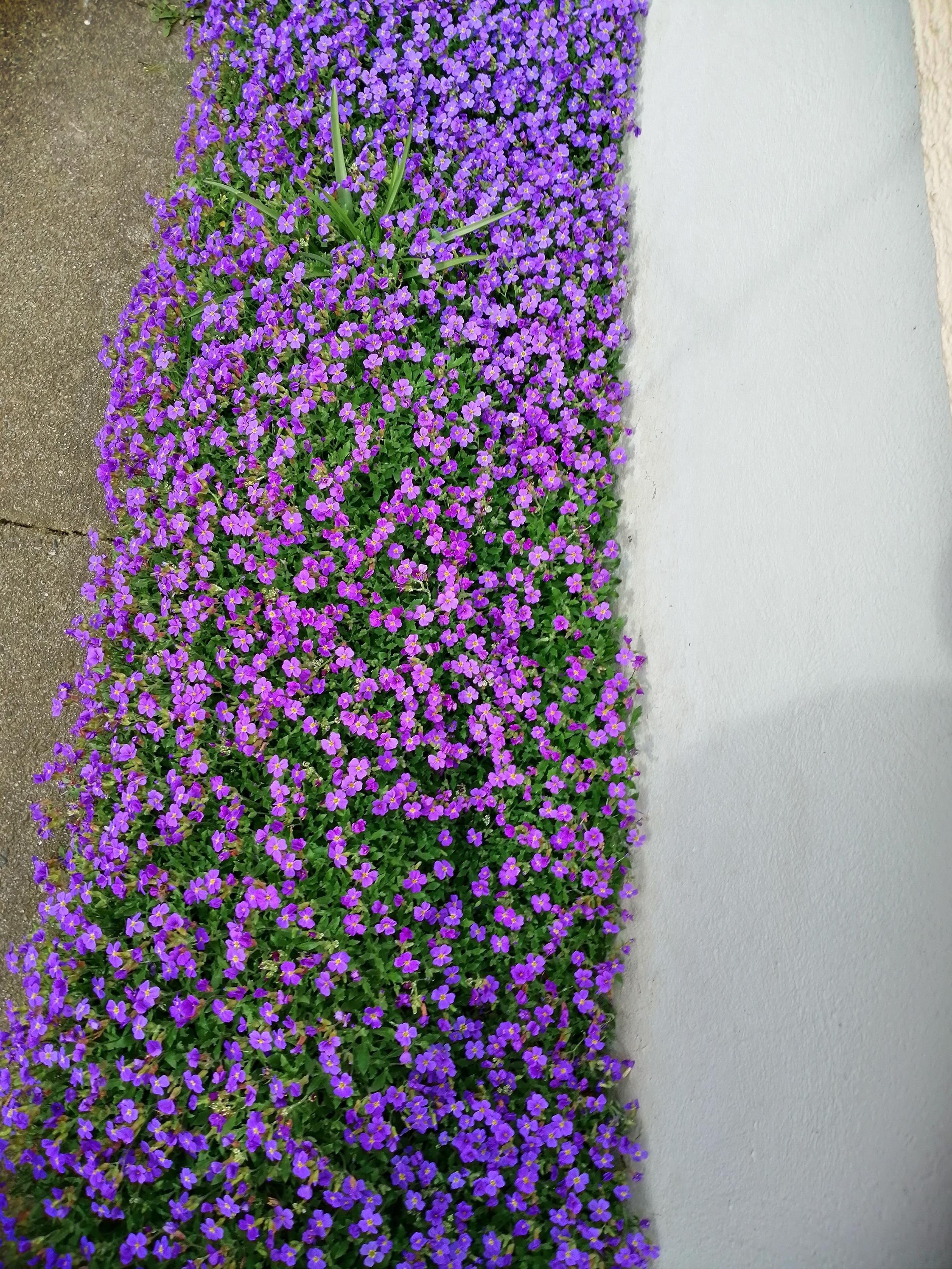 Unser Garten erwacht!
#blumen #blühen #garten
