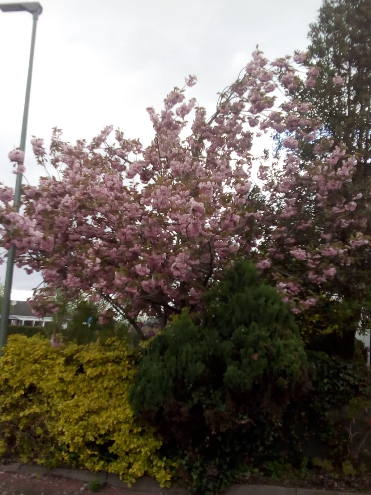Unser Kirschbaum mit tollen Kirschblüten