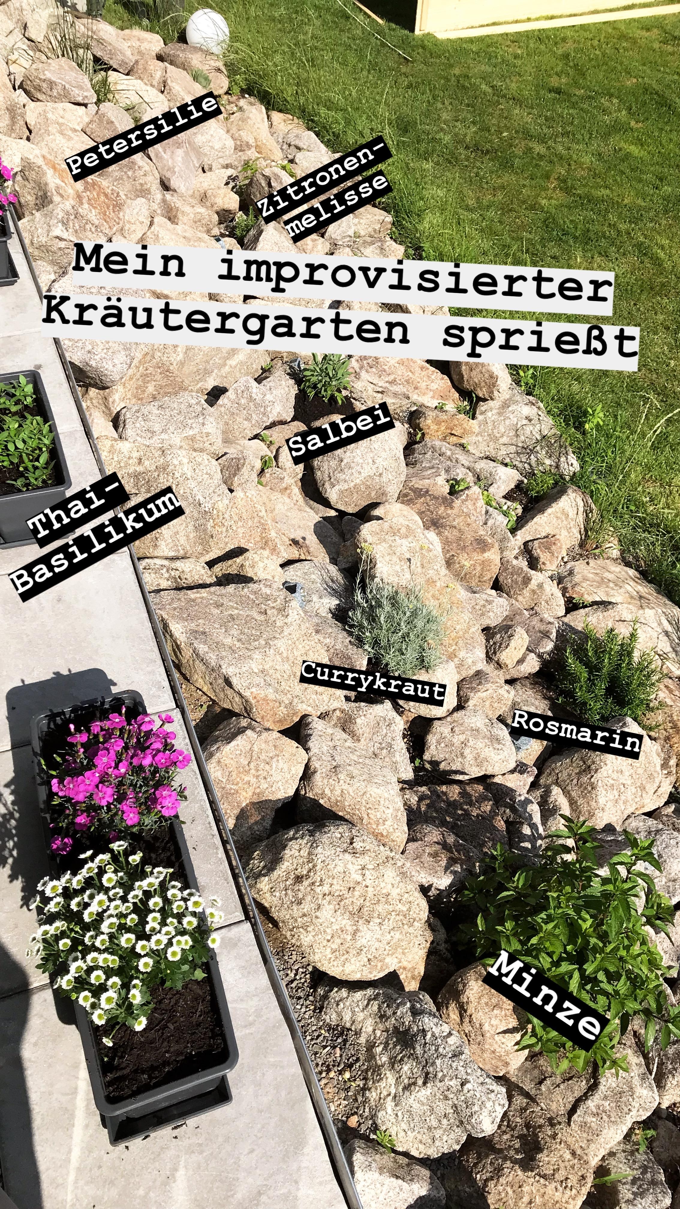 Unser #Kräutergarten gedeiht! Sonne satt! 