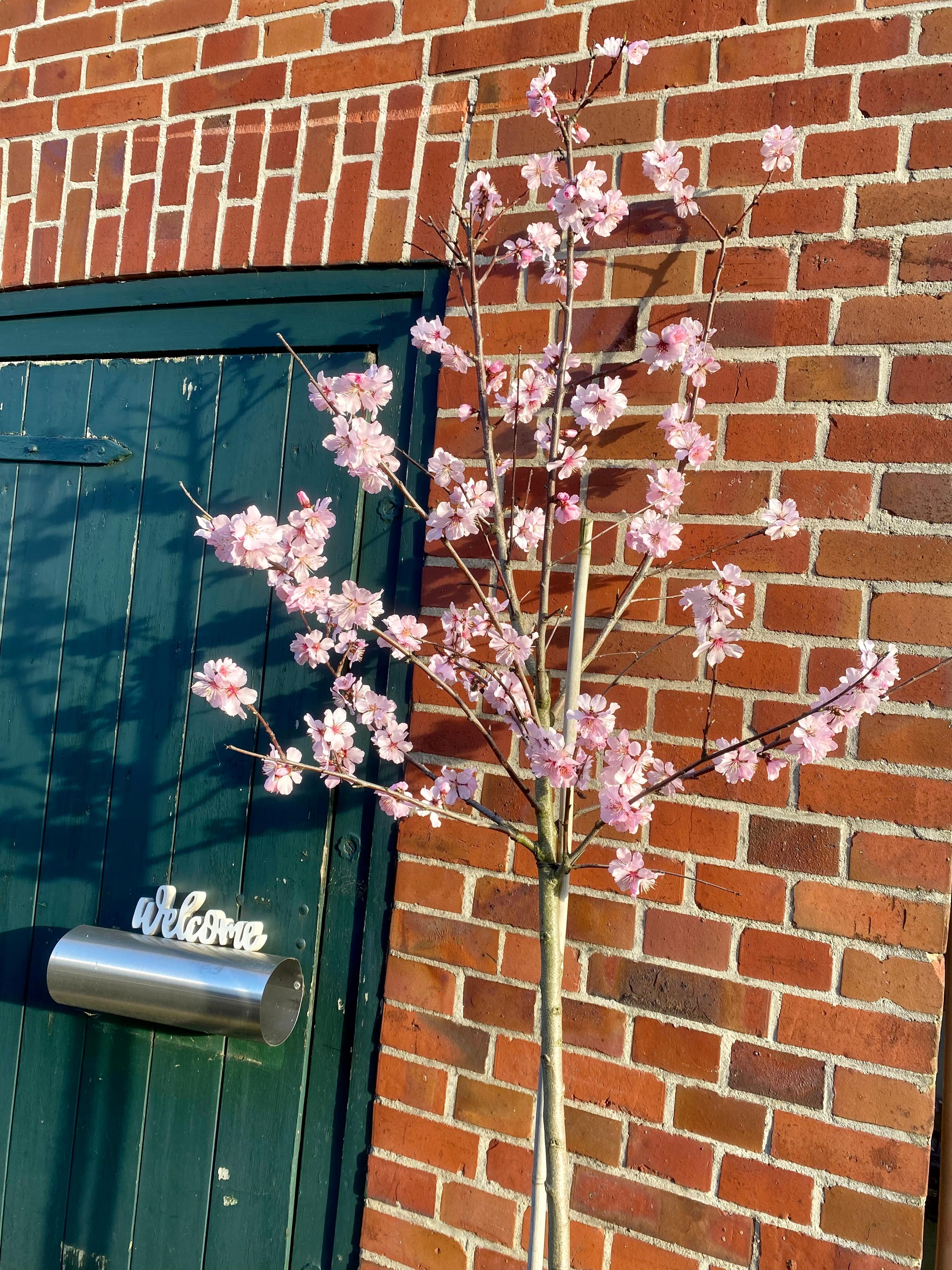 Unser Mandelbaum in voller Blüte 🌸 
#hallofrühling #mandelblüte #naturliebe #Selbstversorger 