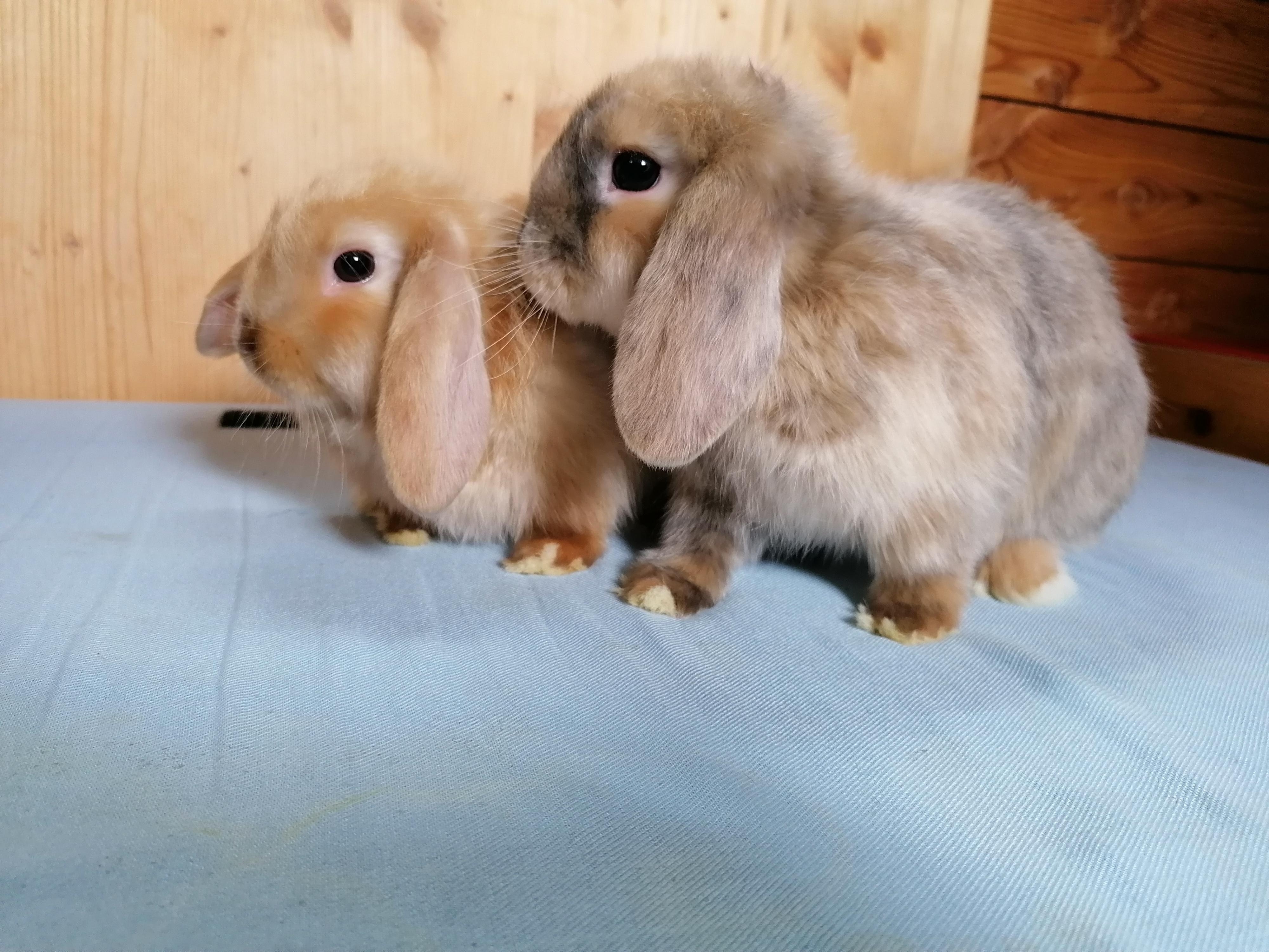 Unser neuer Familienzuwachs #rabbit #kaninchen