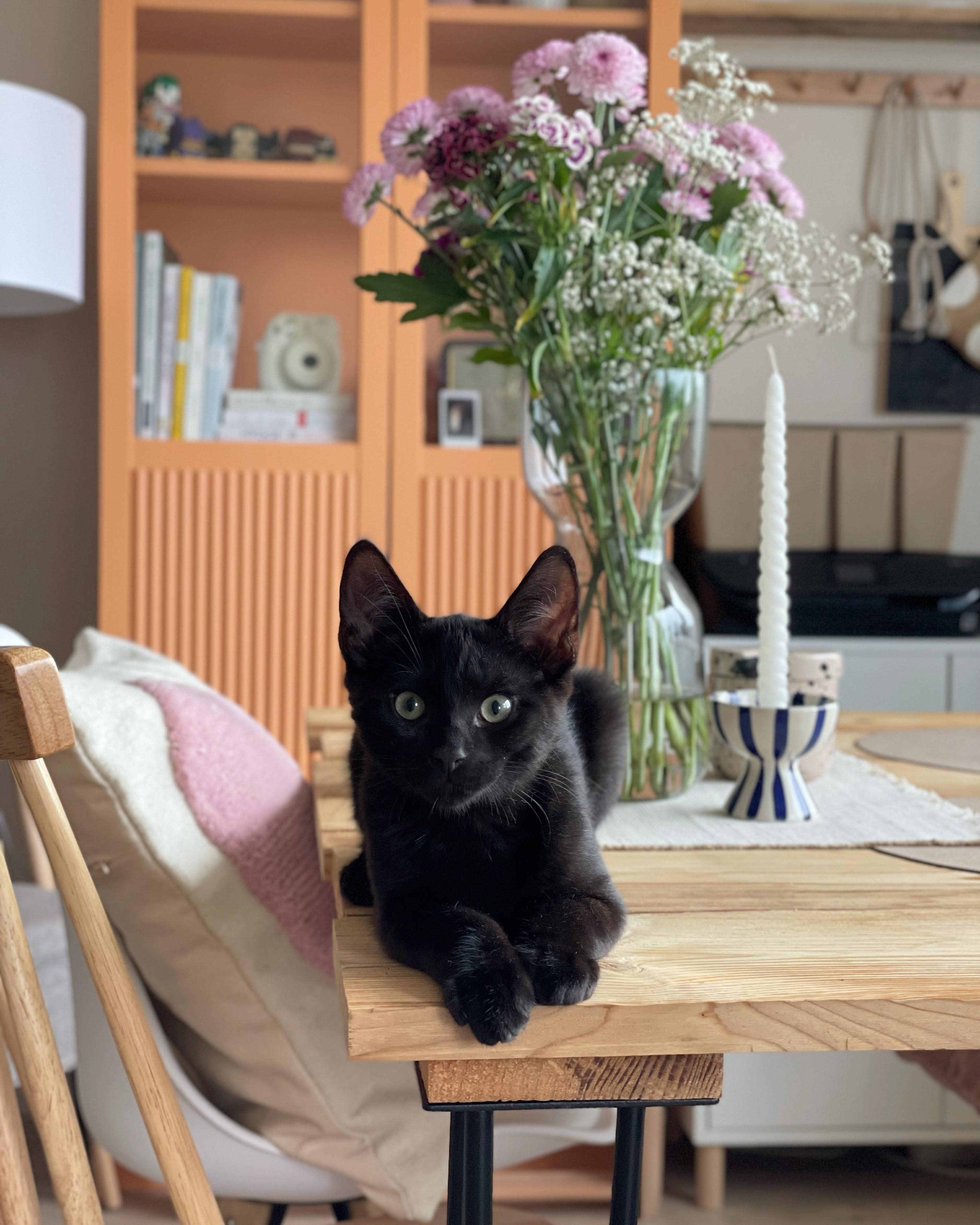 Unser neues Familienmitglied Kasimir 🖤 #kitten #katzenmutti #wohnzimmer #frischeblumen #couchstyle #inspiration 