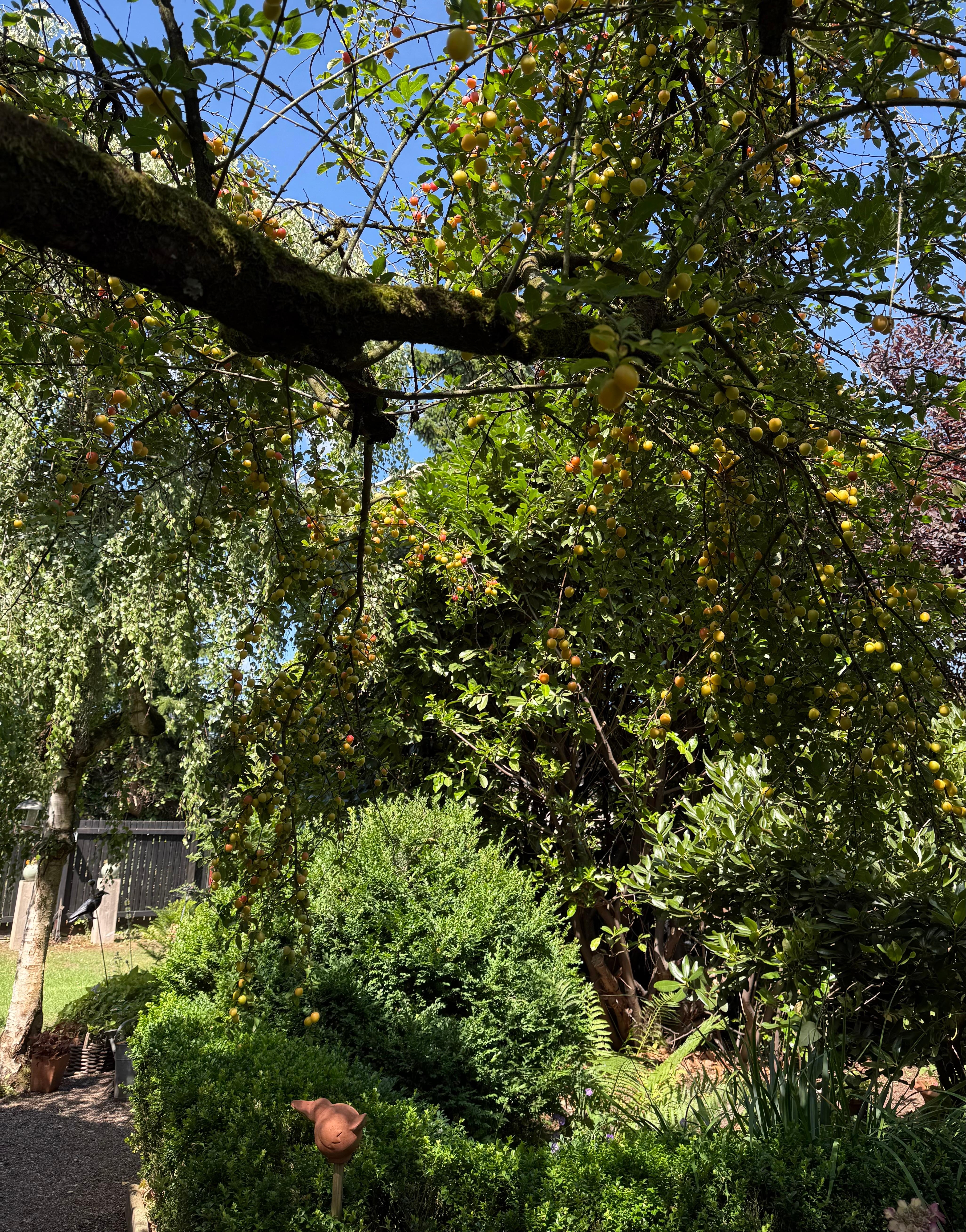 Unser privater "Garten"-Dschungel
#Garten #Sommer