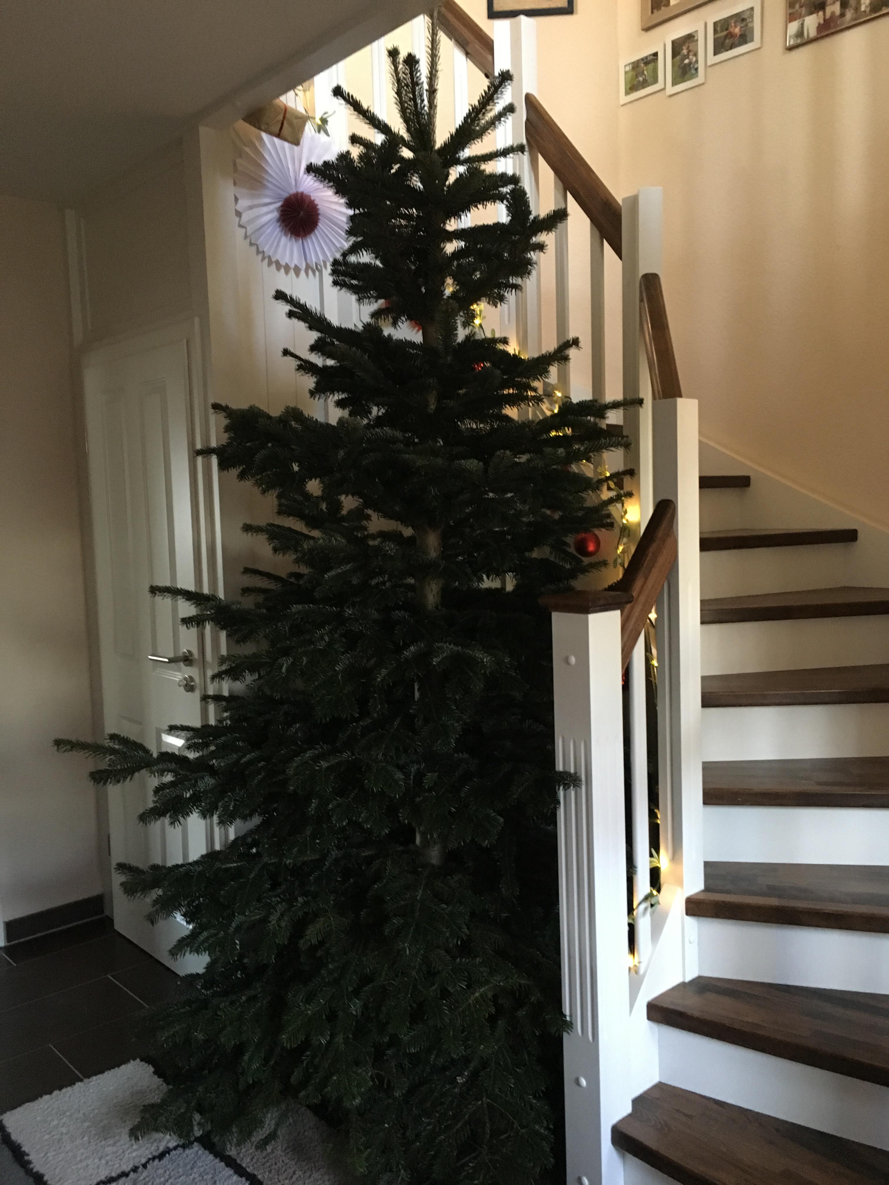 Unser Weihnachtsbaum vorher 