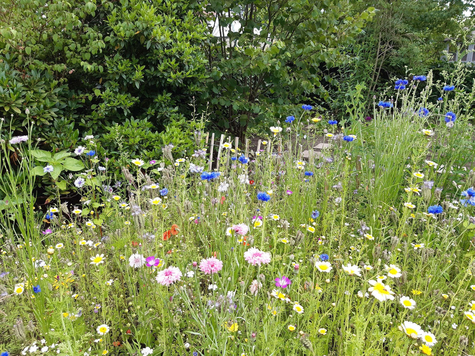 Unsere Blumenwiese im Garten und die Bienchen summen&hellip;