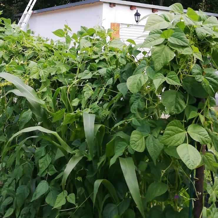 Unsere Bohnen haben den Popcornmais verschlungen 😂 #stangenbohnen #mais #schrebergarten #lovegardening #gardening #bio