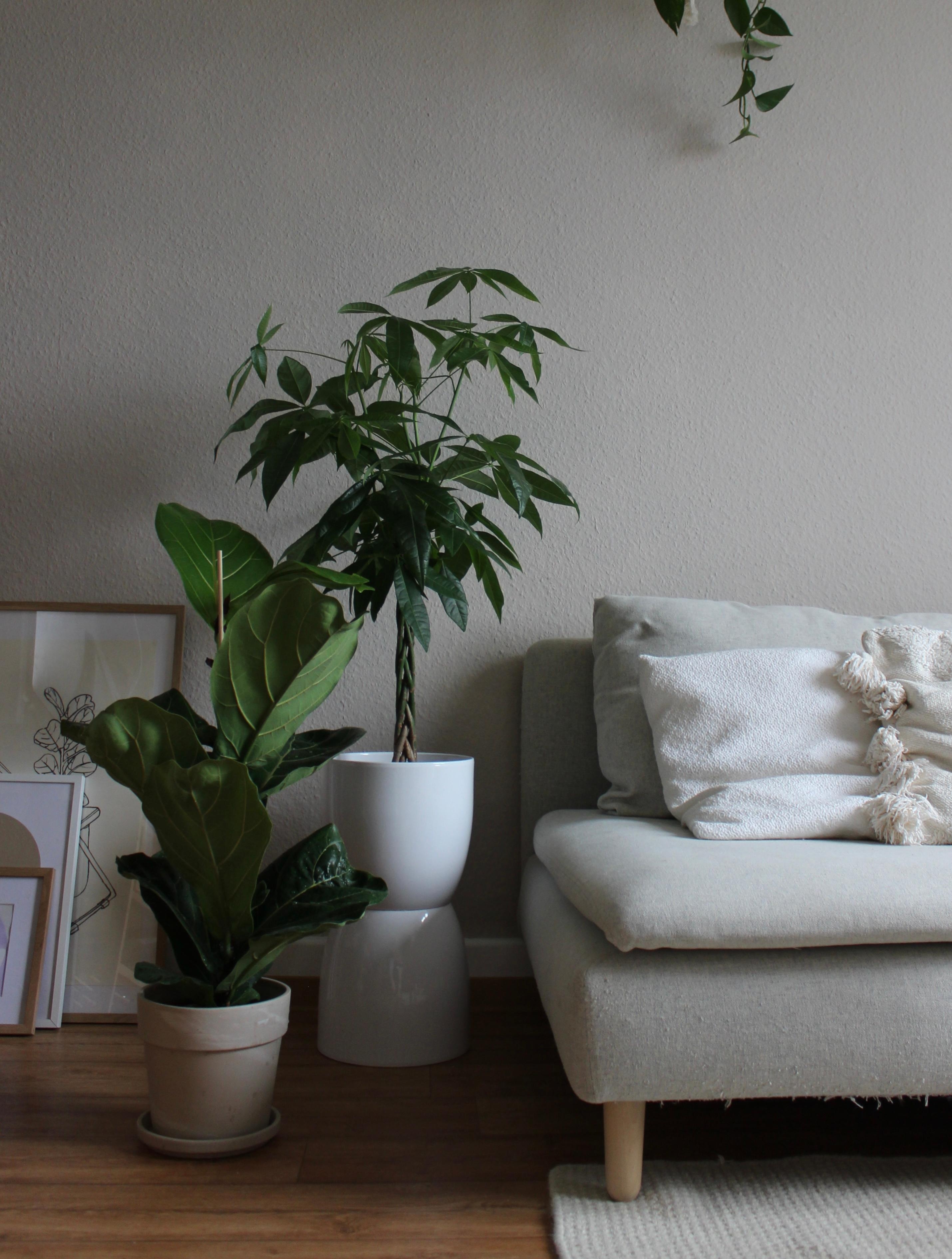 Unsere Sofaecke 🤍 #sofa #sofaecke #teppich #pflanzen #beige #zimmerpflanzen