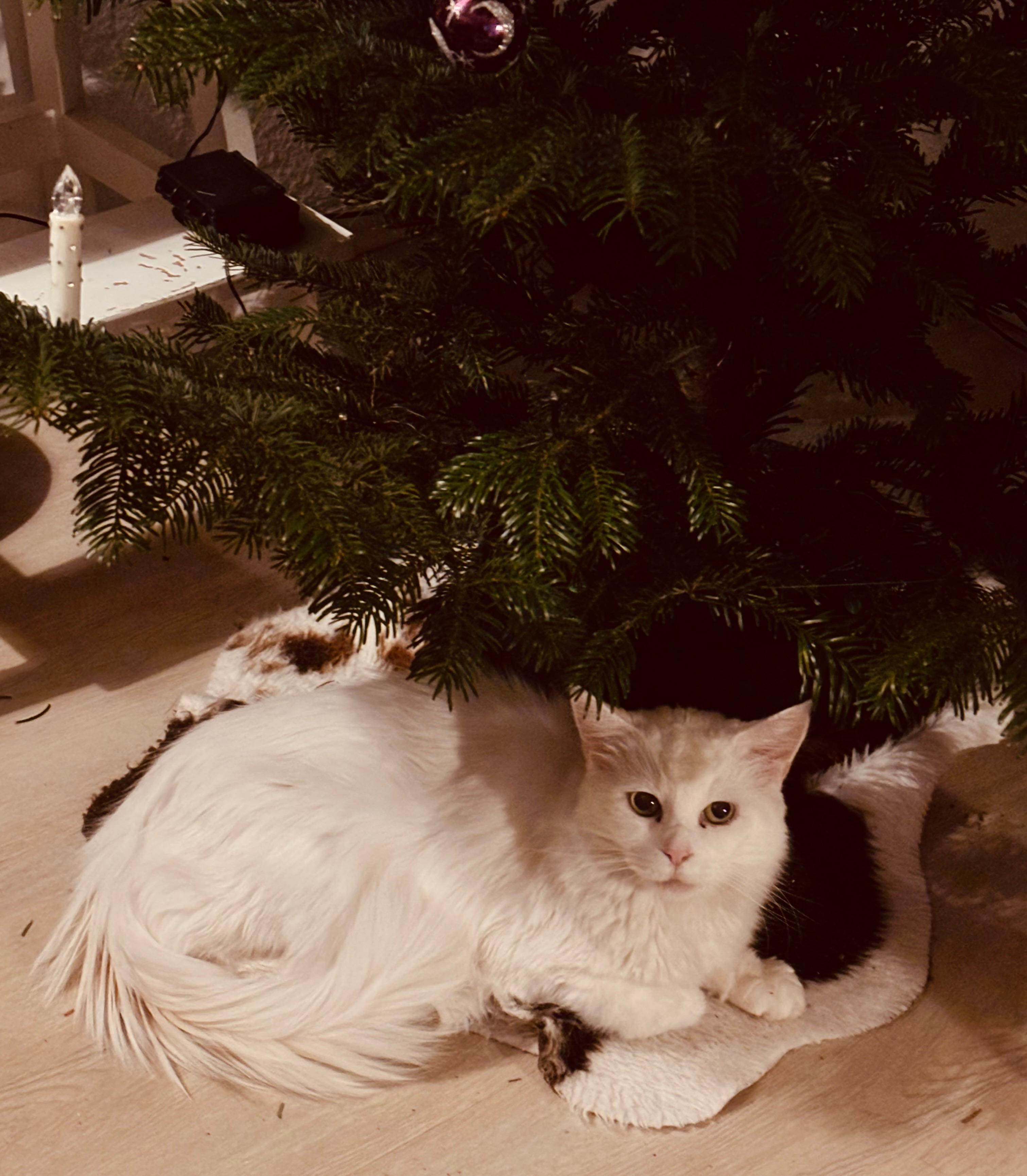 Unter dem #Weihnachtsbaum mal keine #Geschenke sondern die #Katze
Fröhliche Weihnachten 🎄🎁 