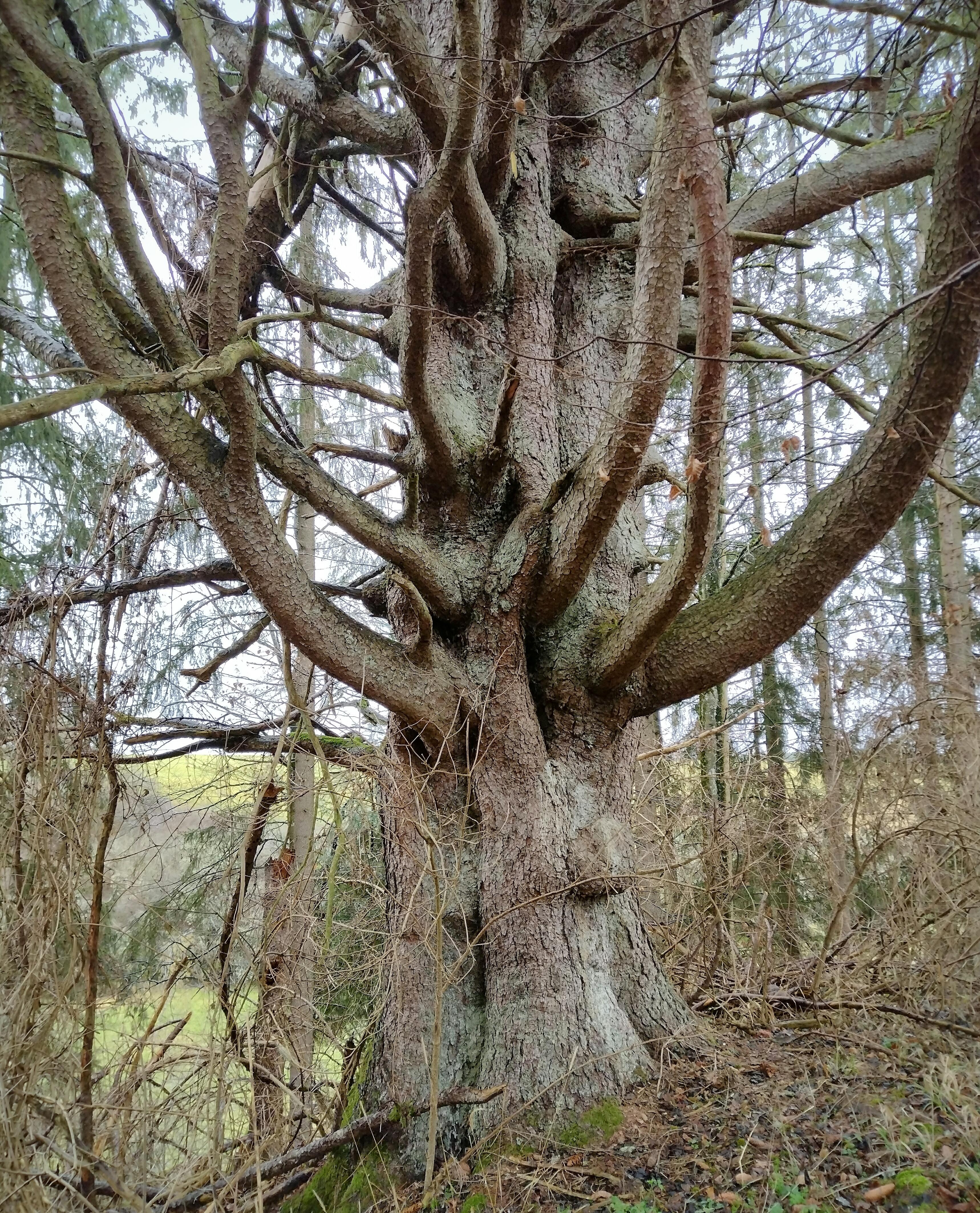 Uralter Baum 🌲
#baum #tanne #natur #naturliebe