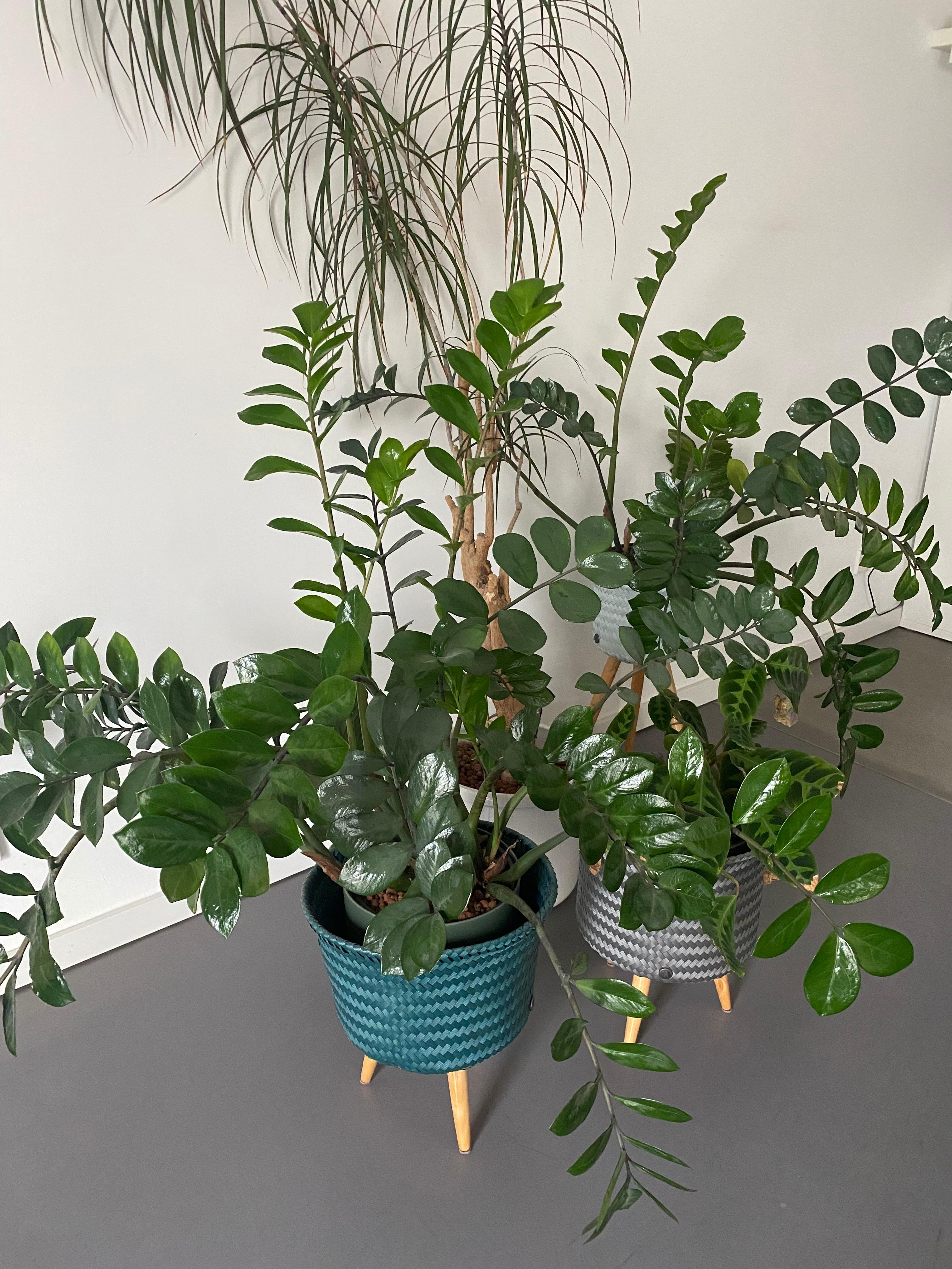 Urban djungle 