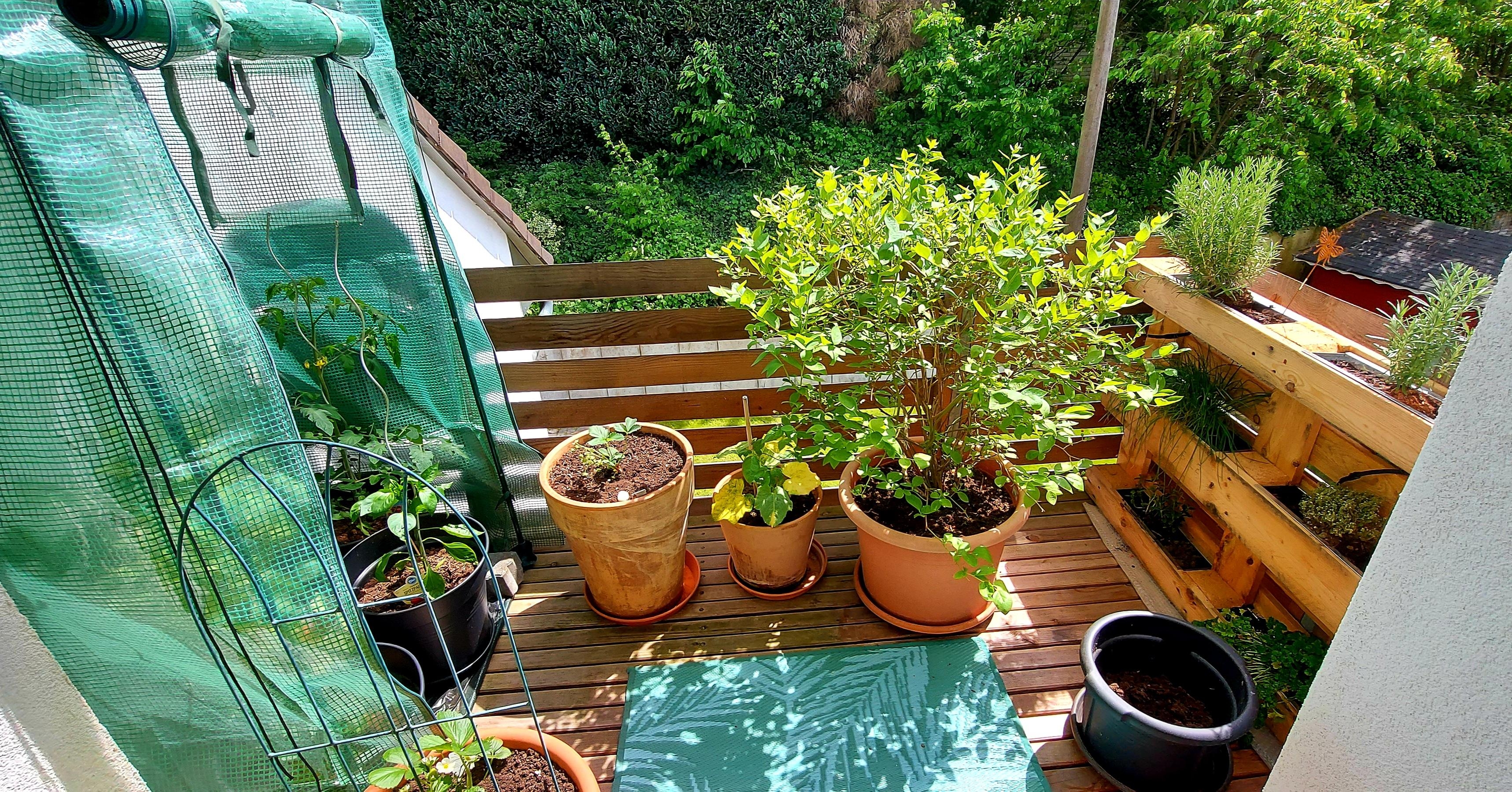 Urban Gardening auf einem unserer Balkone

#kleinerBalkon
#Gemuese #Palettenbeet #Kraeuter #Hochbeet #Tomatengewächshaus