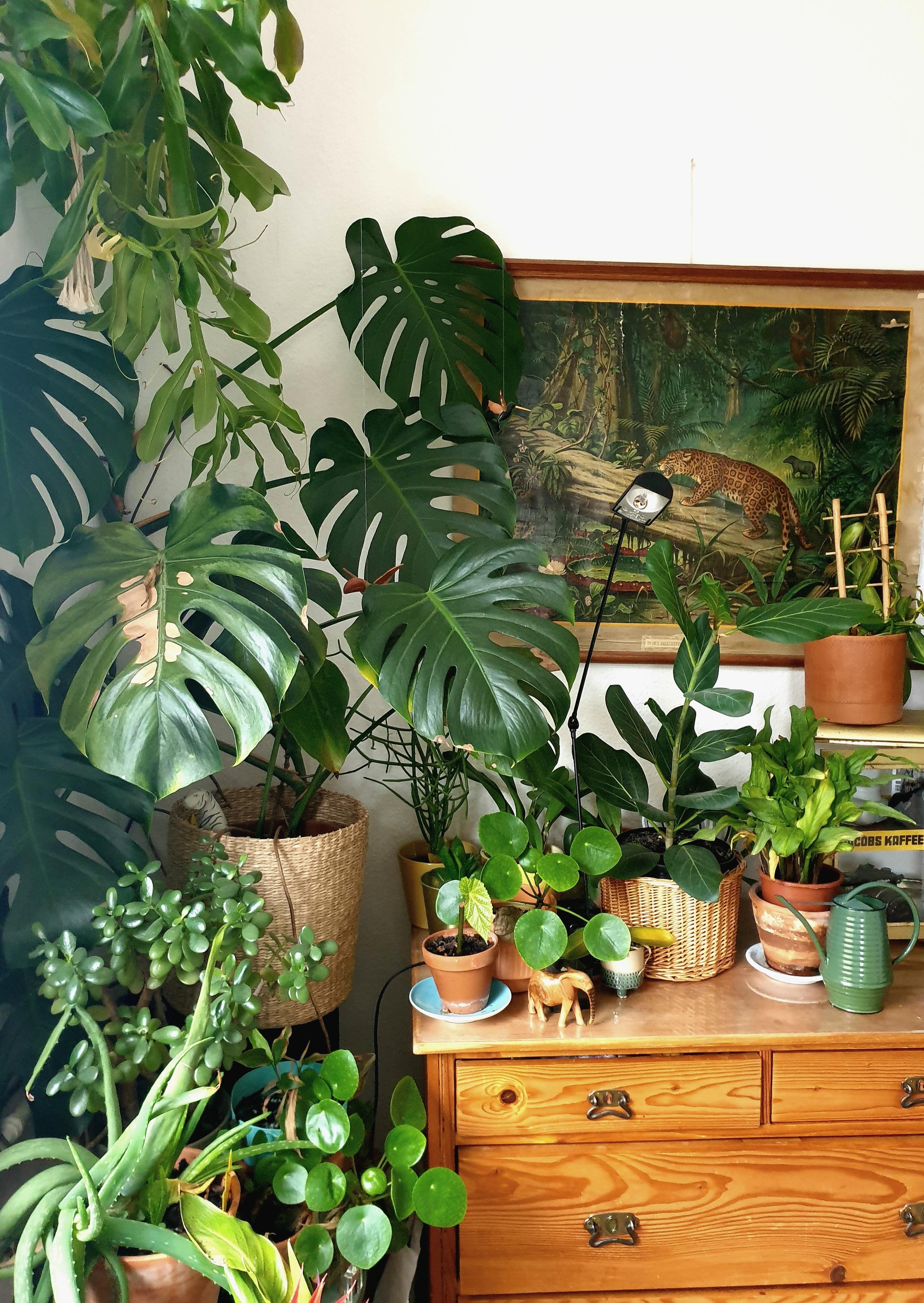 #Urban Jungle # Zimmerpflanzen # Dschungelecke # Wandkarte 