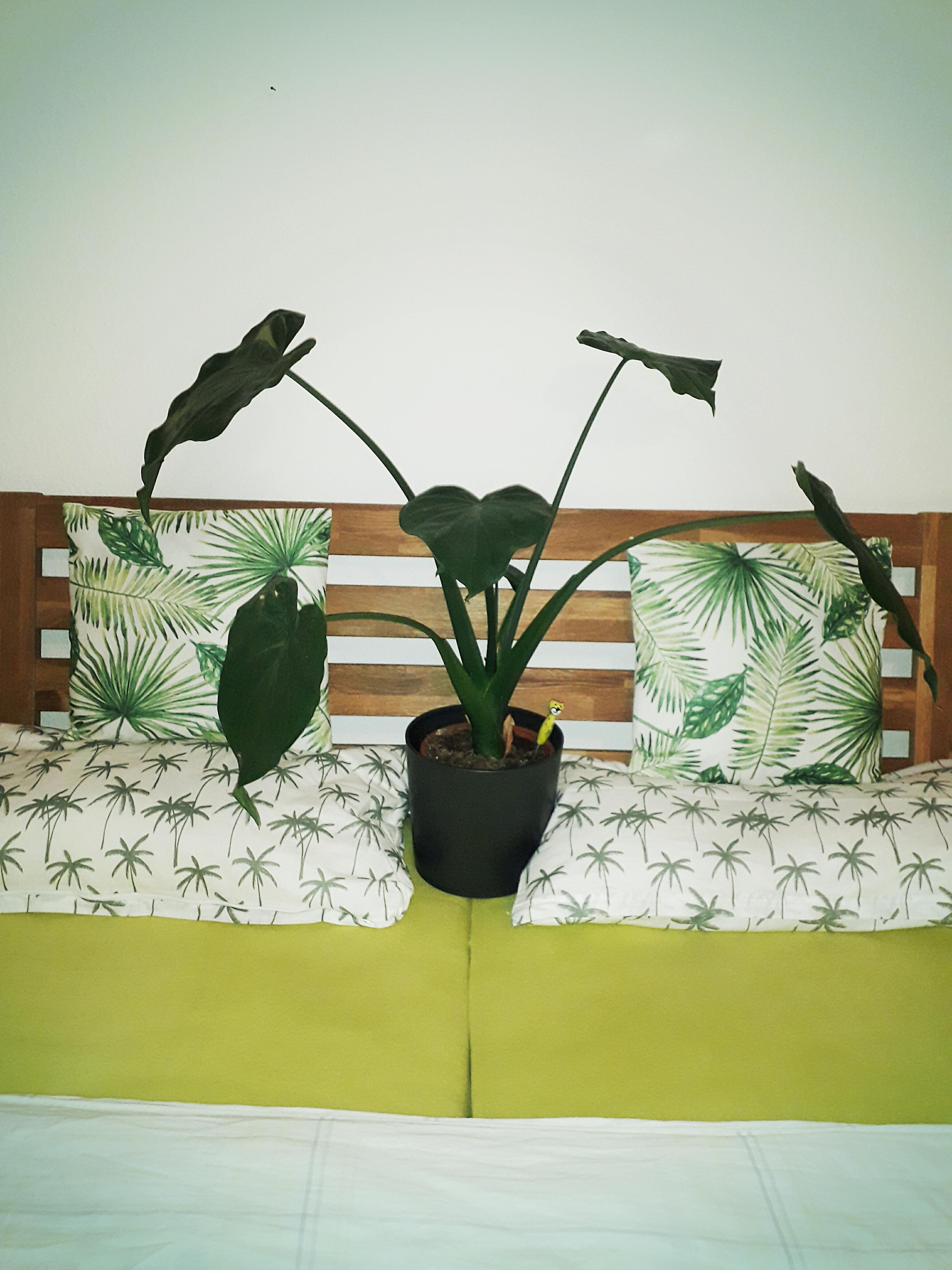 Urban jungle in the bedroom 🌱🌴😁
#grün #pflanze #bett #bettwäsche #botanik #muster #schlafzimmer