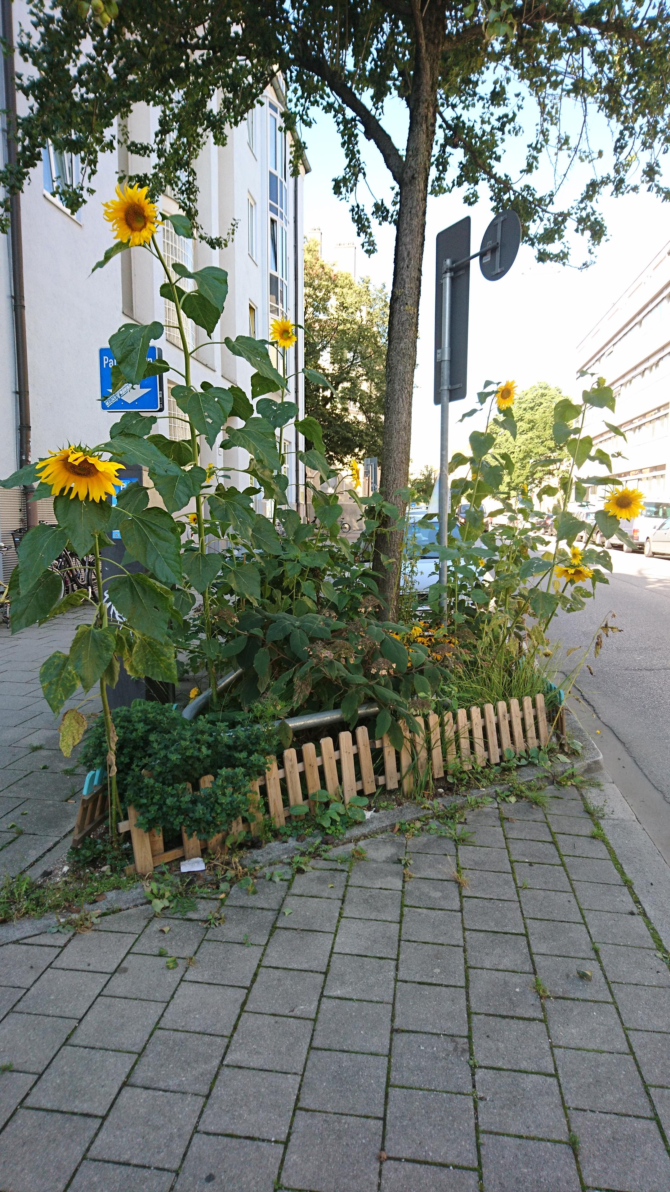 #Urbangardening as it's best 🌻

#Sonnenblumen #münchen