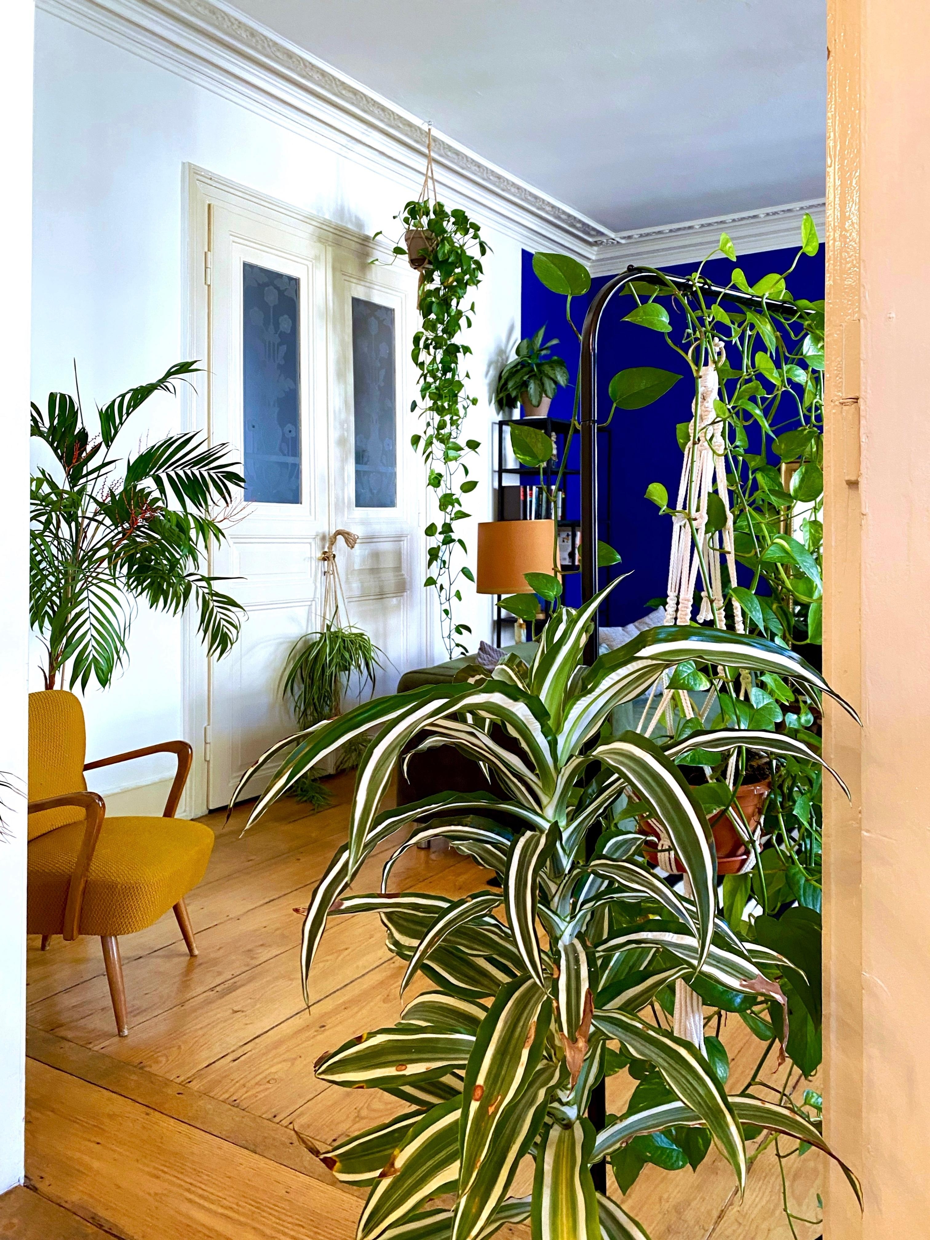 #urbanjungle #plants #wohnzimmer #livingroom