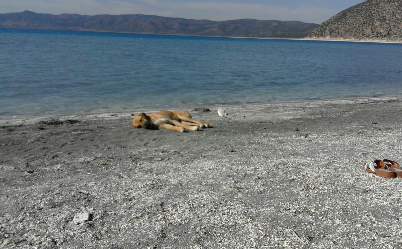 #Urlaub #Sand #Chillen #Hund #SaldaGölü