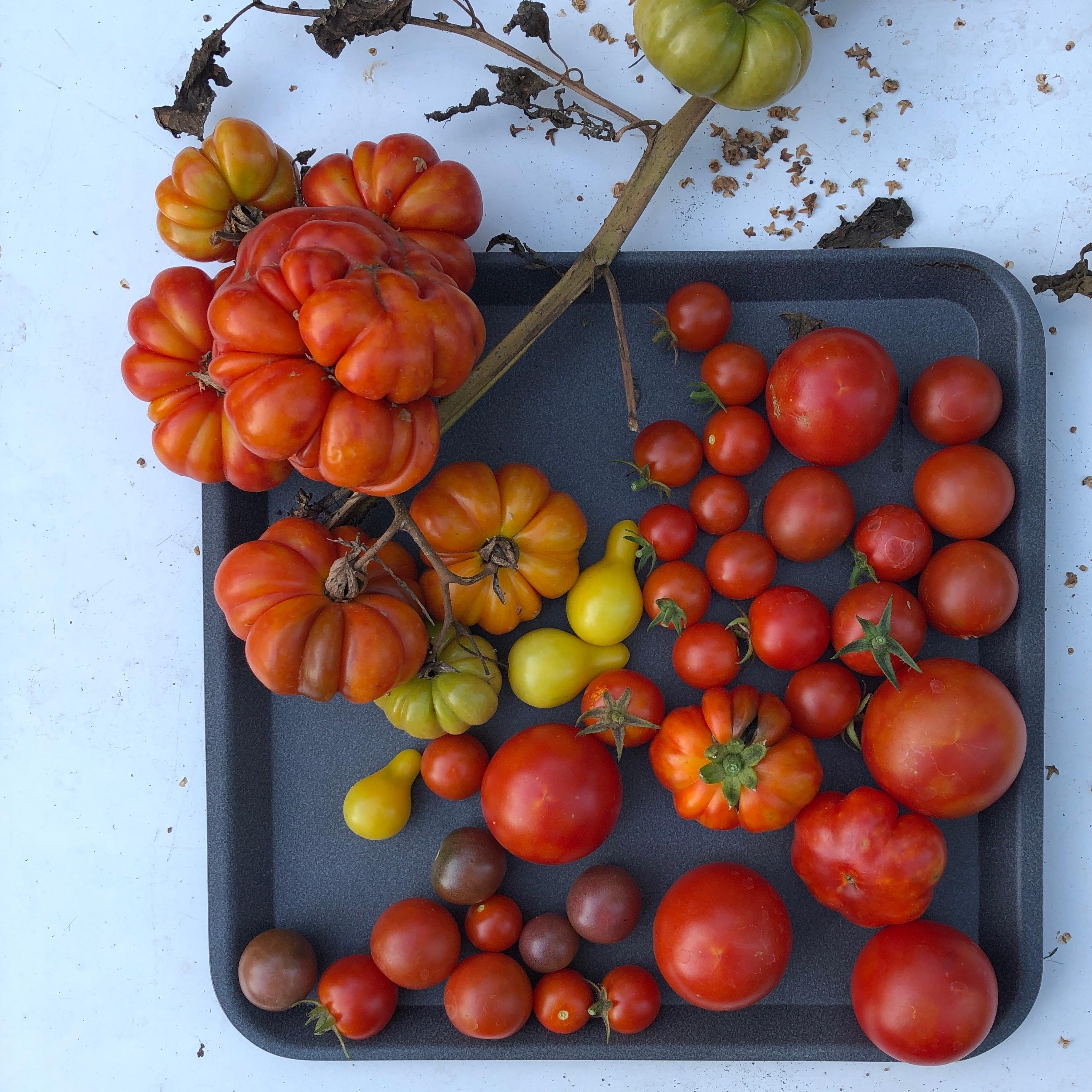 #veggieliebe mit Tomaten aus dem Garten #greenchallenge