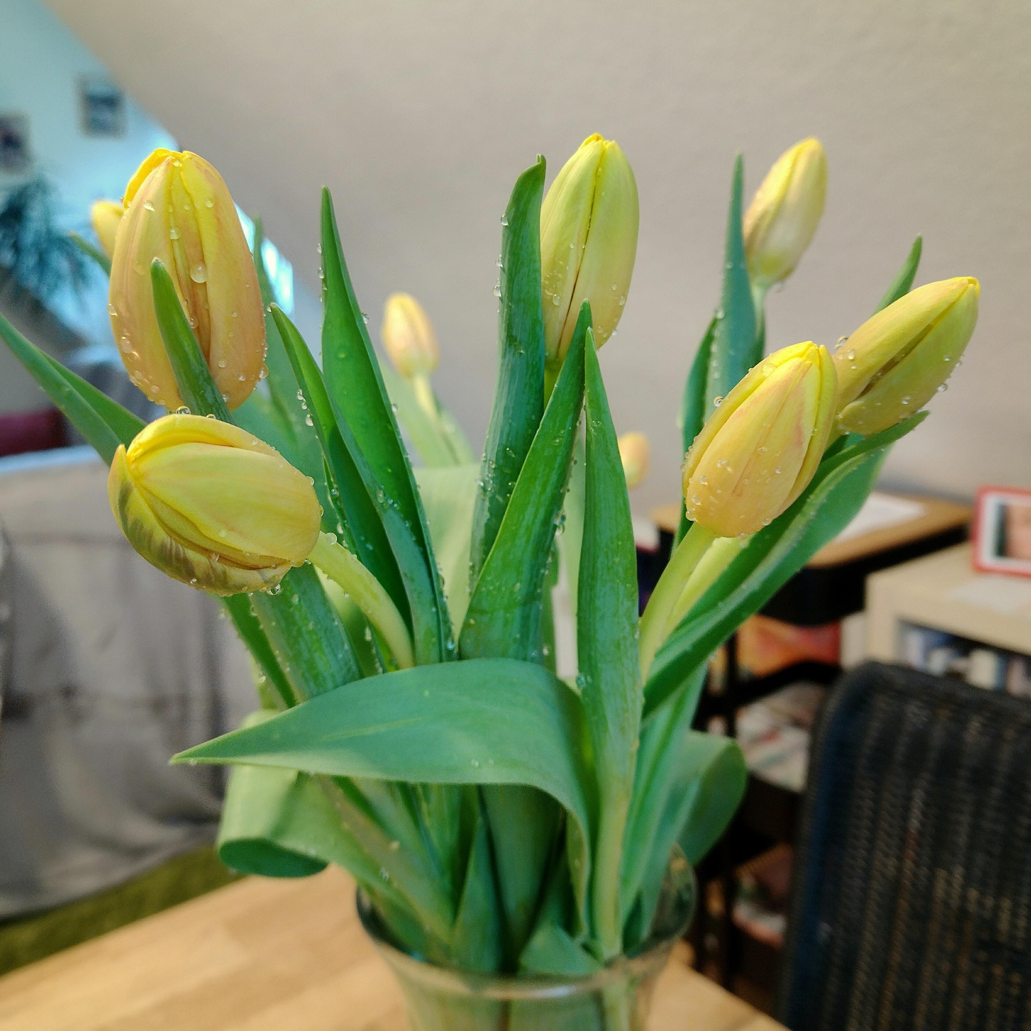 Verregnet
#tulpen #frischeblumen #tulpenliebe #gelb