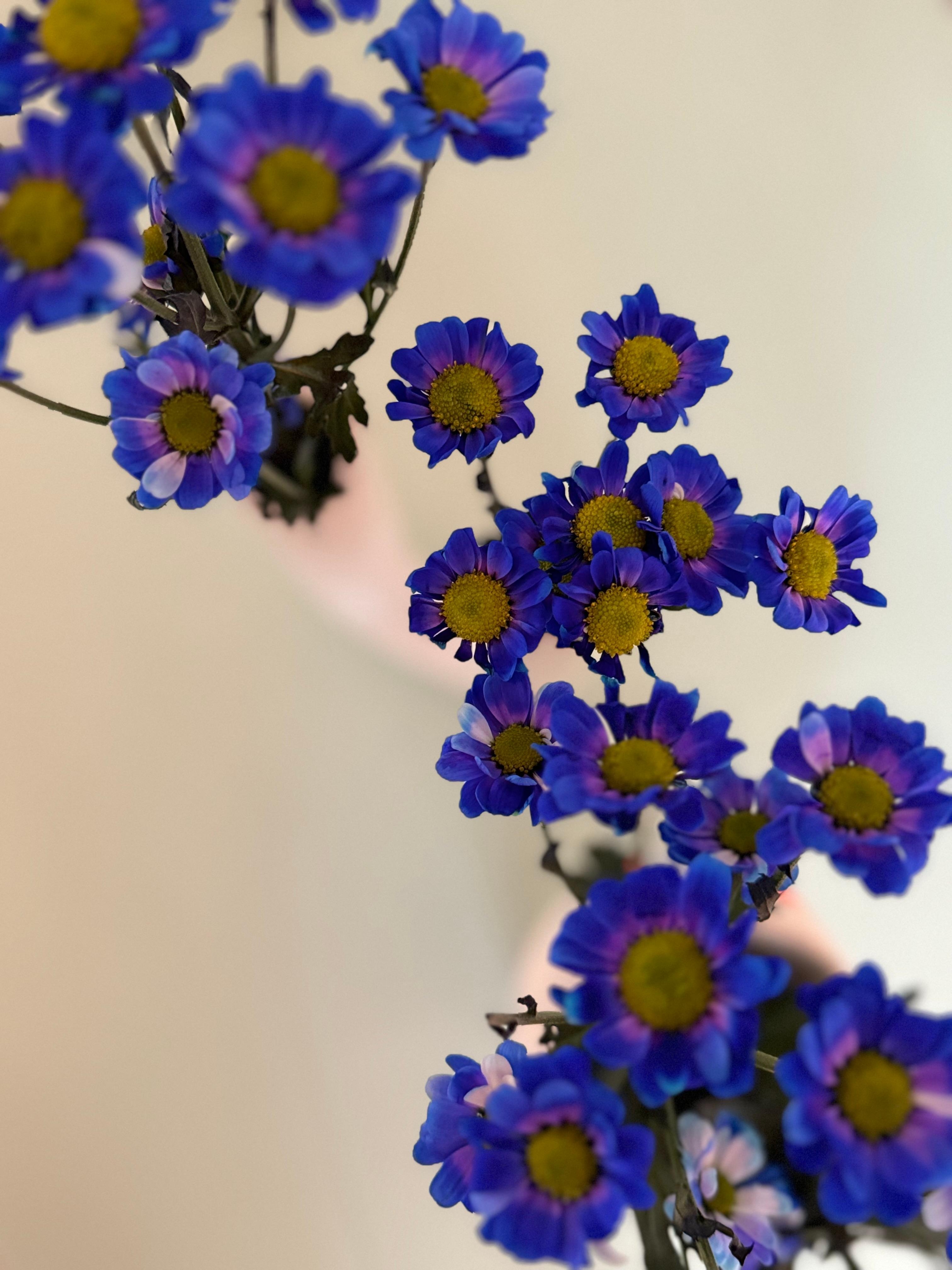 Versuche weiter den #Frühling zu locken..#Blumen #Freshflowers #Blumenliebe #Pastell und #Blau #bunteswohnen #Wohnzimmer #Livingroom #couchstyle 
