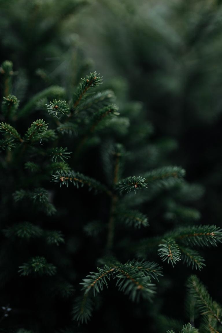 Verzaubert vom Tannengrün #natur #garten #tanne #landleben #closeup #couchliebt #weihnachten