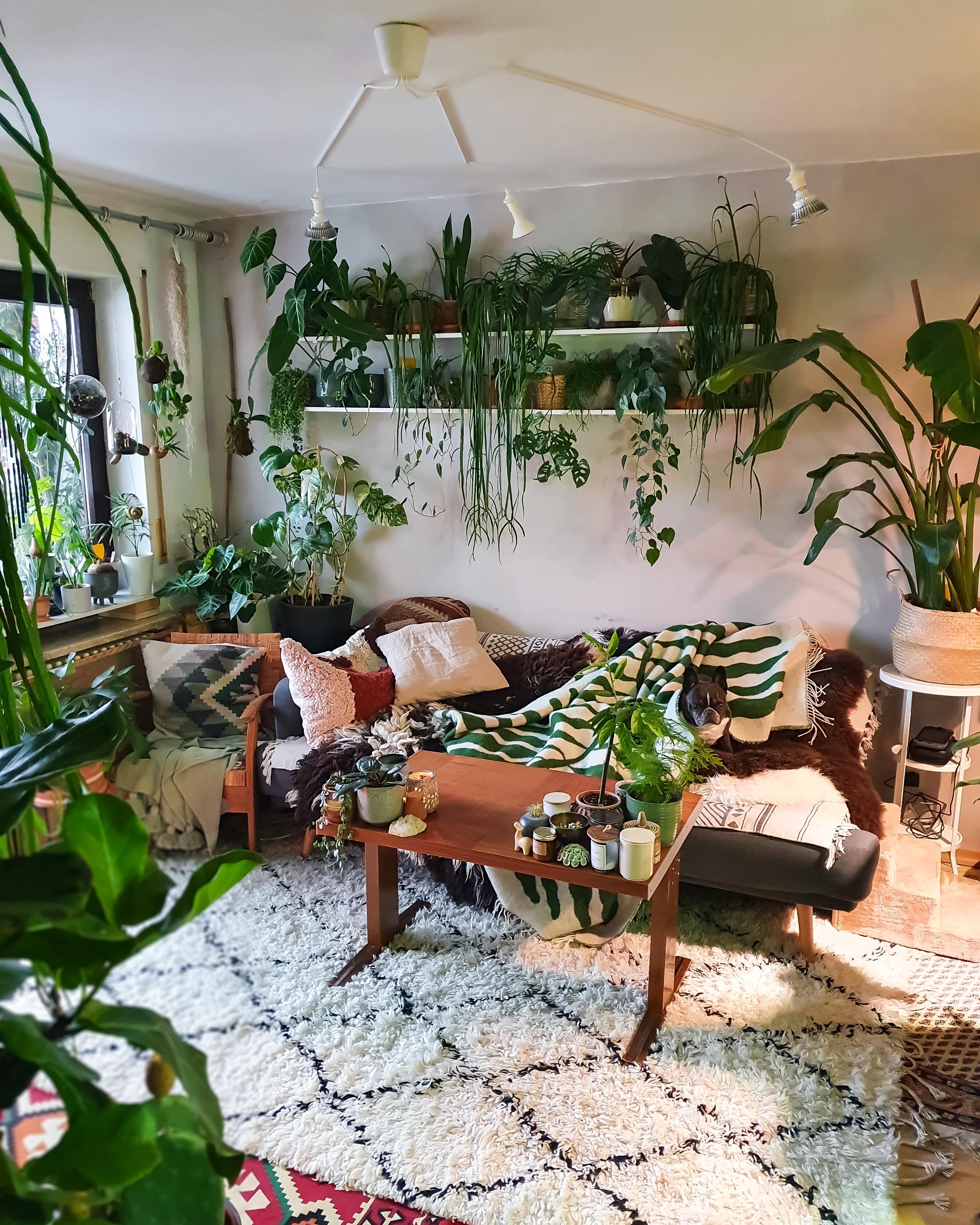 Vizefreitag #wohnzimmer #couchstyle #pflanzen #boho #hippie
