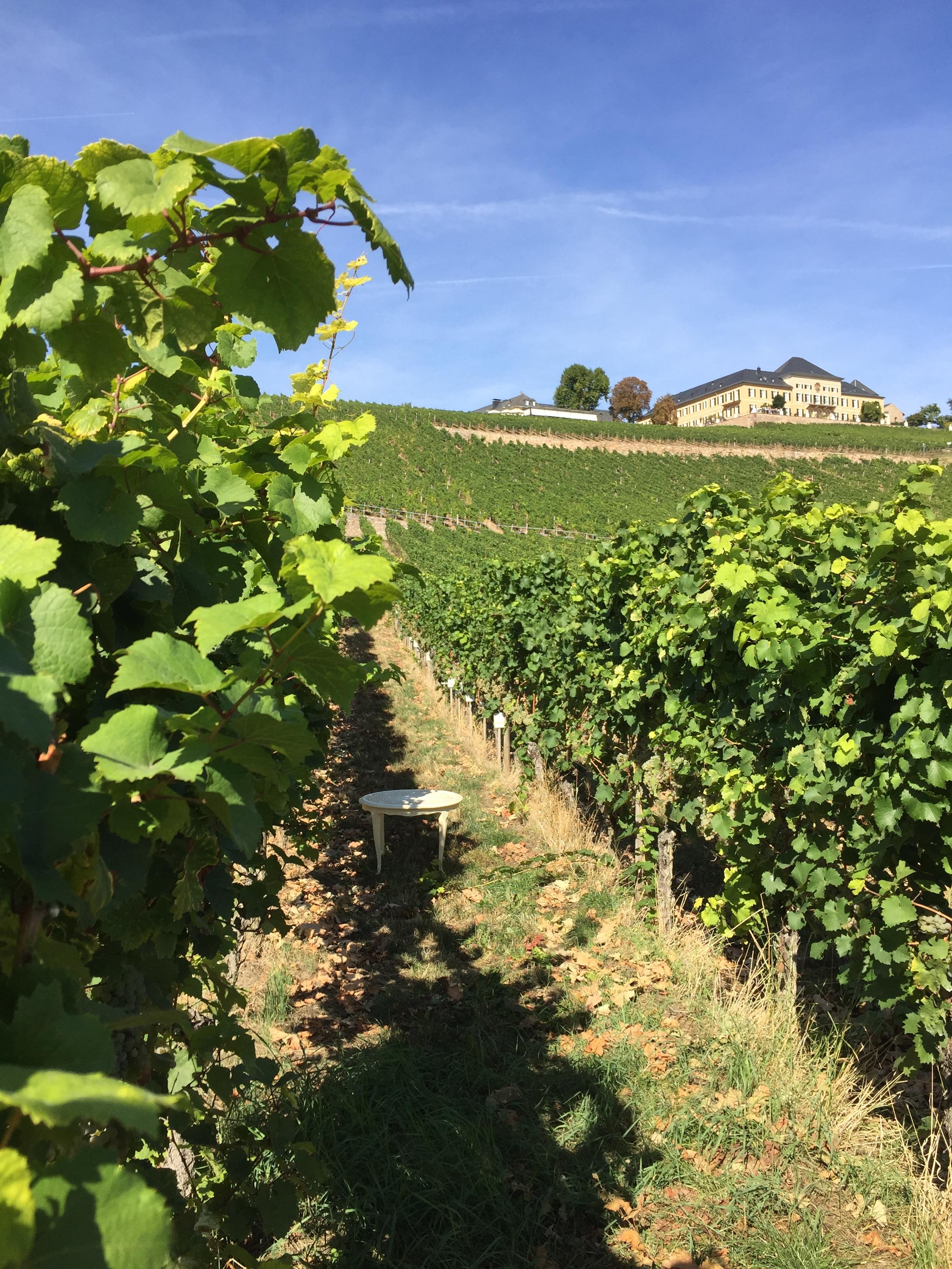 Vorletztes Wochenende war ich im schönen Rheingau! Das war ein Traum!