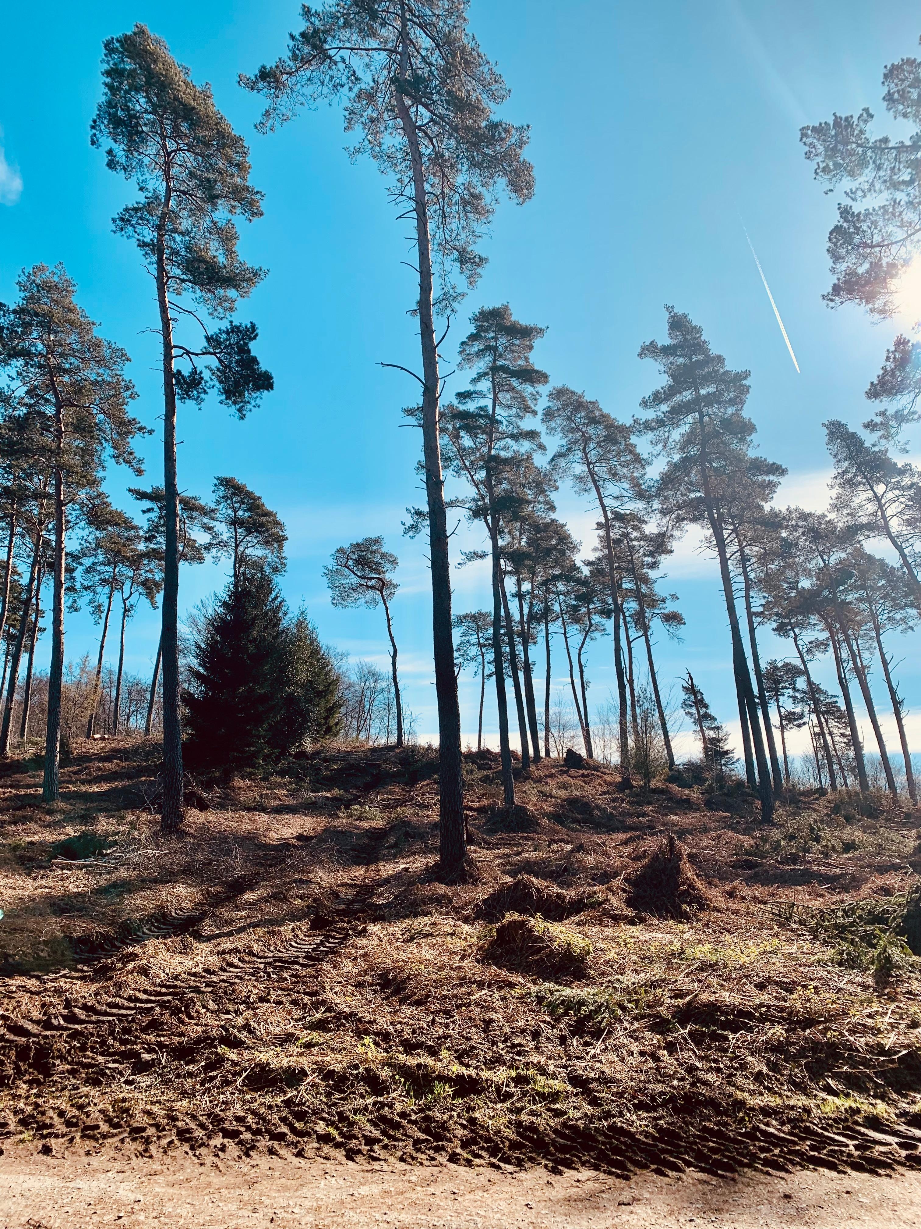 #Wald #Natur #Ruhe 