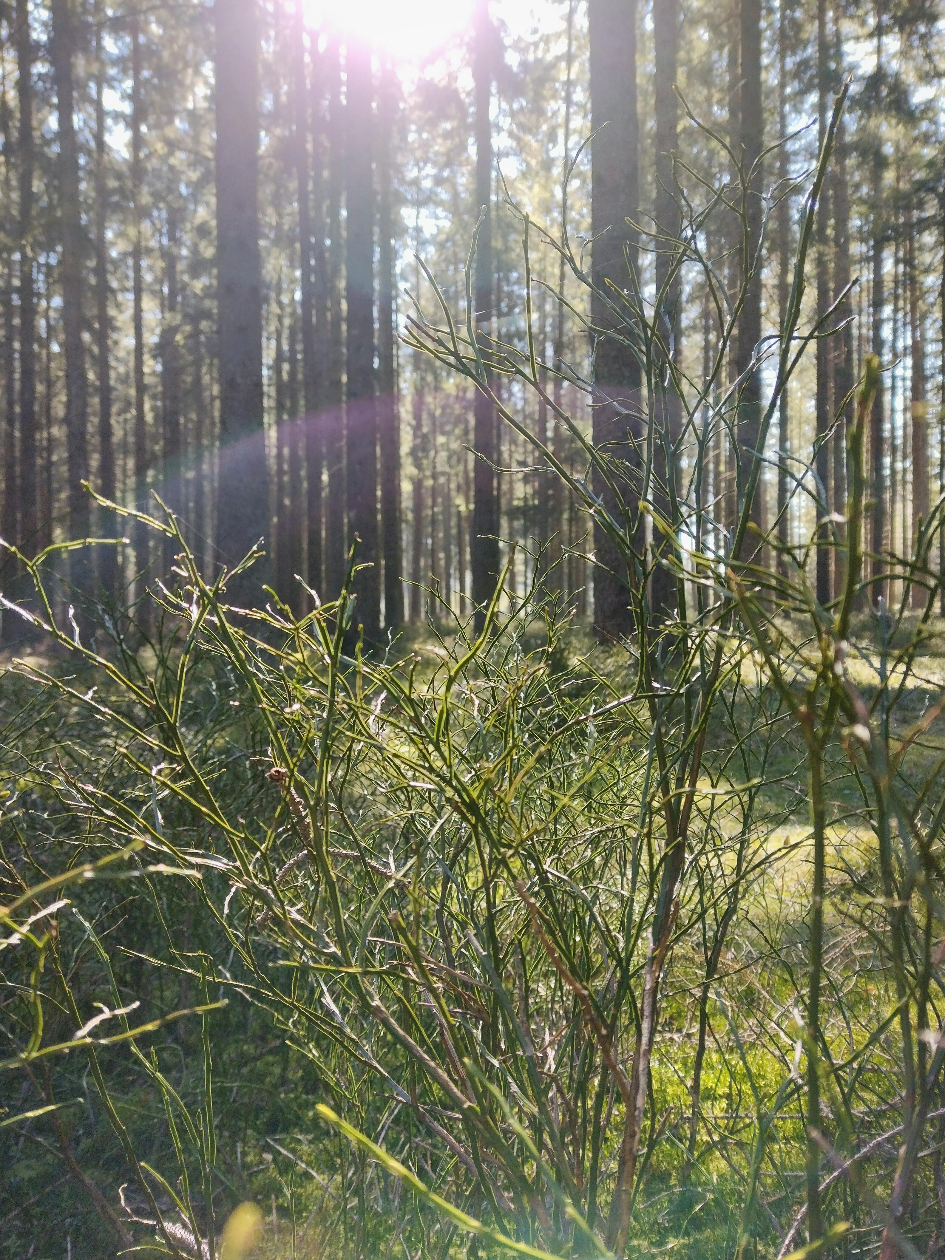 #wald #pflanzen #natur #naturliebe #grün