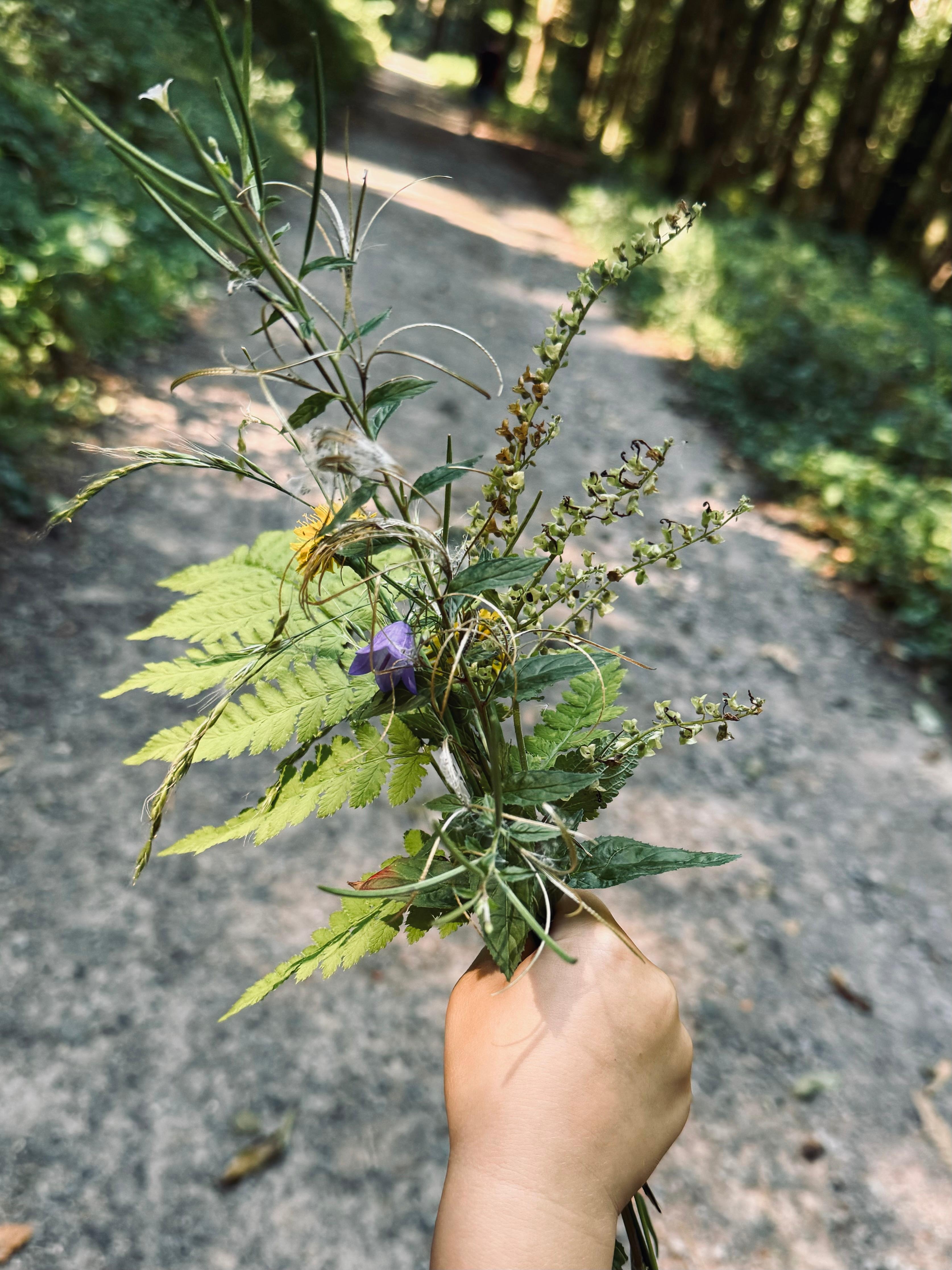 Wald-Sträußchen. #spätsommer #imwald #lebenmitkind