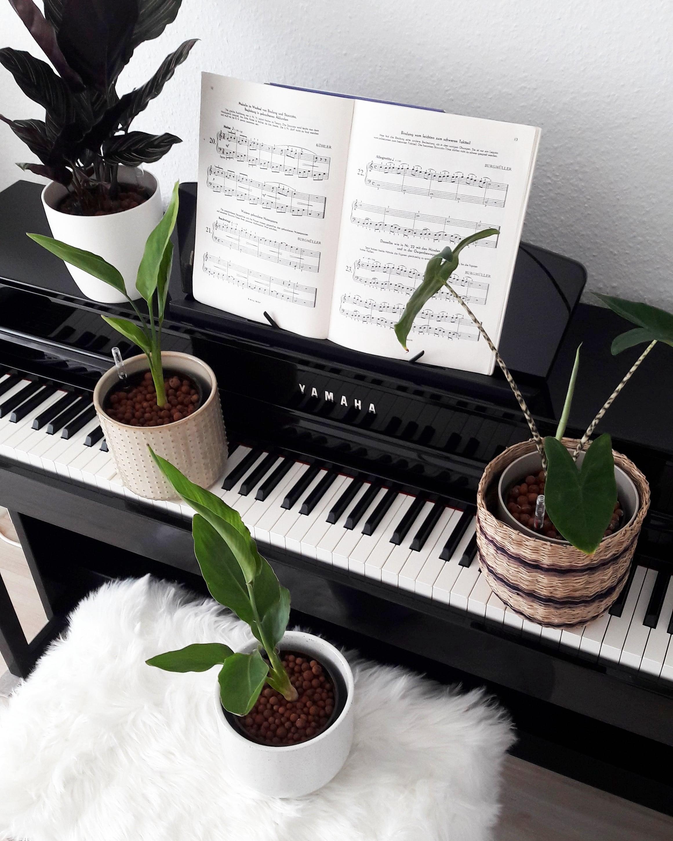 Wanna play for me? Wenn die Musikschule ausfällt, müssen die (P)freunde ran #plantgang #livingchallenge #piano #fakefur