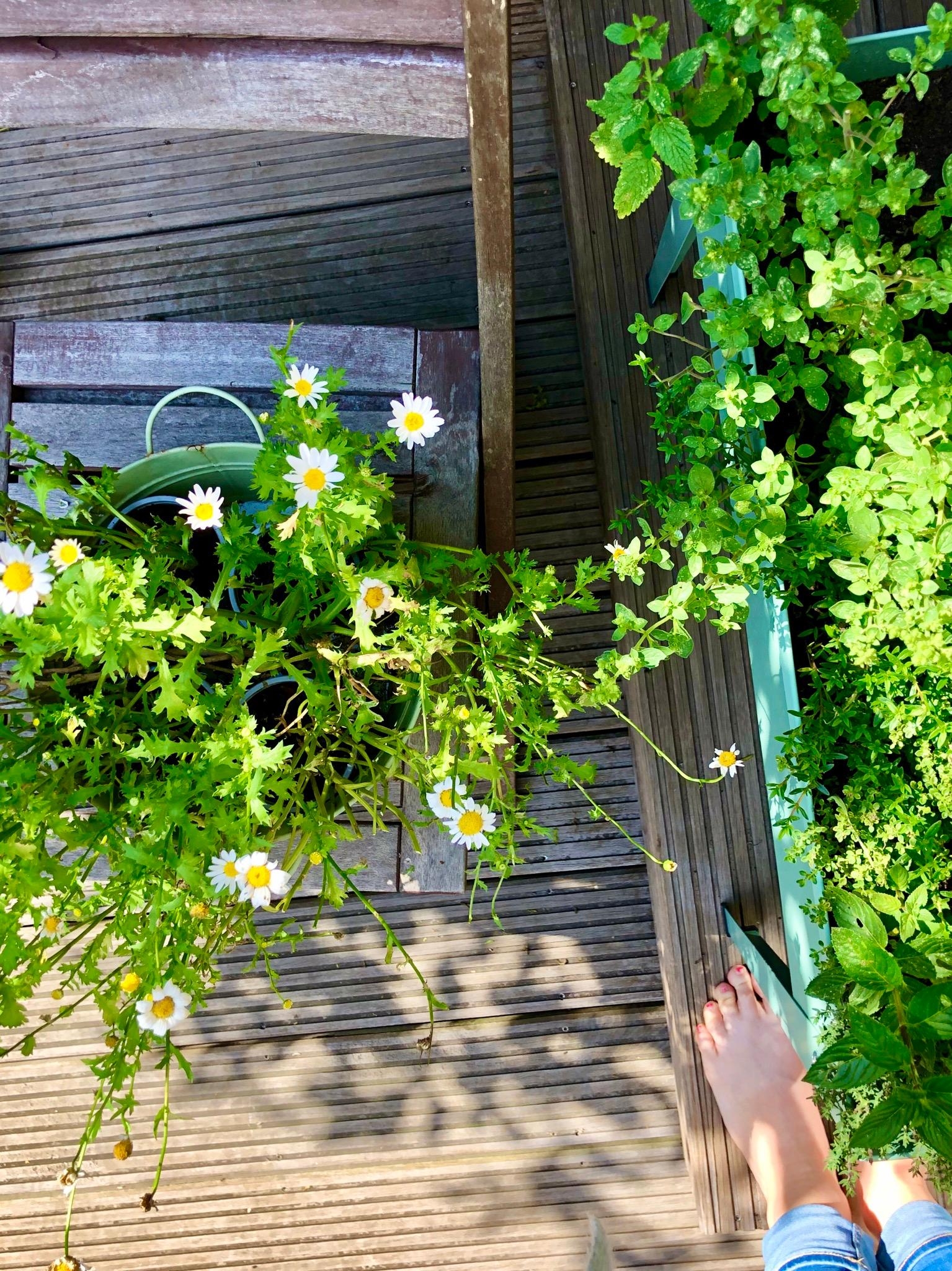 Warten auf den Sommer und vor allem Sonne ☀️ #outdoor #minihochbeet #livingchallenge #terrasse 