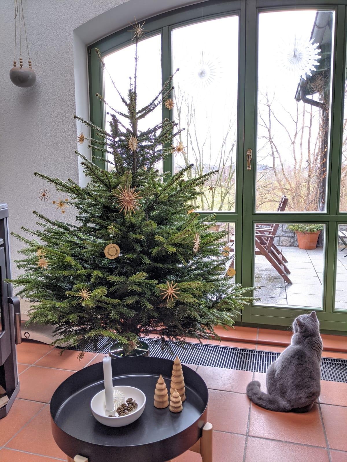 Warten auf den Weihnachtsmann😽 ...
#weihnachten #weihnachtsbaum #weihnachtsdeko #esszimmer #katze