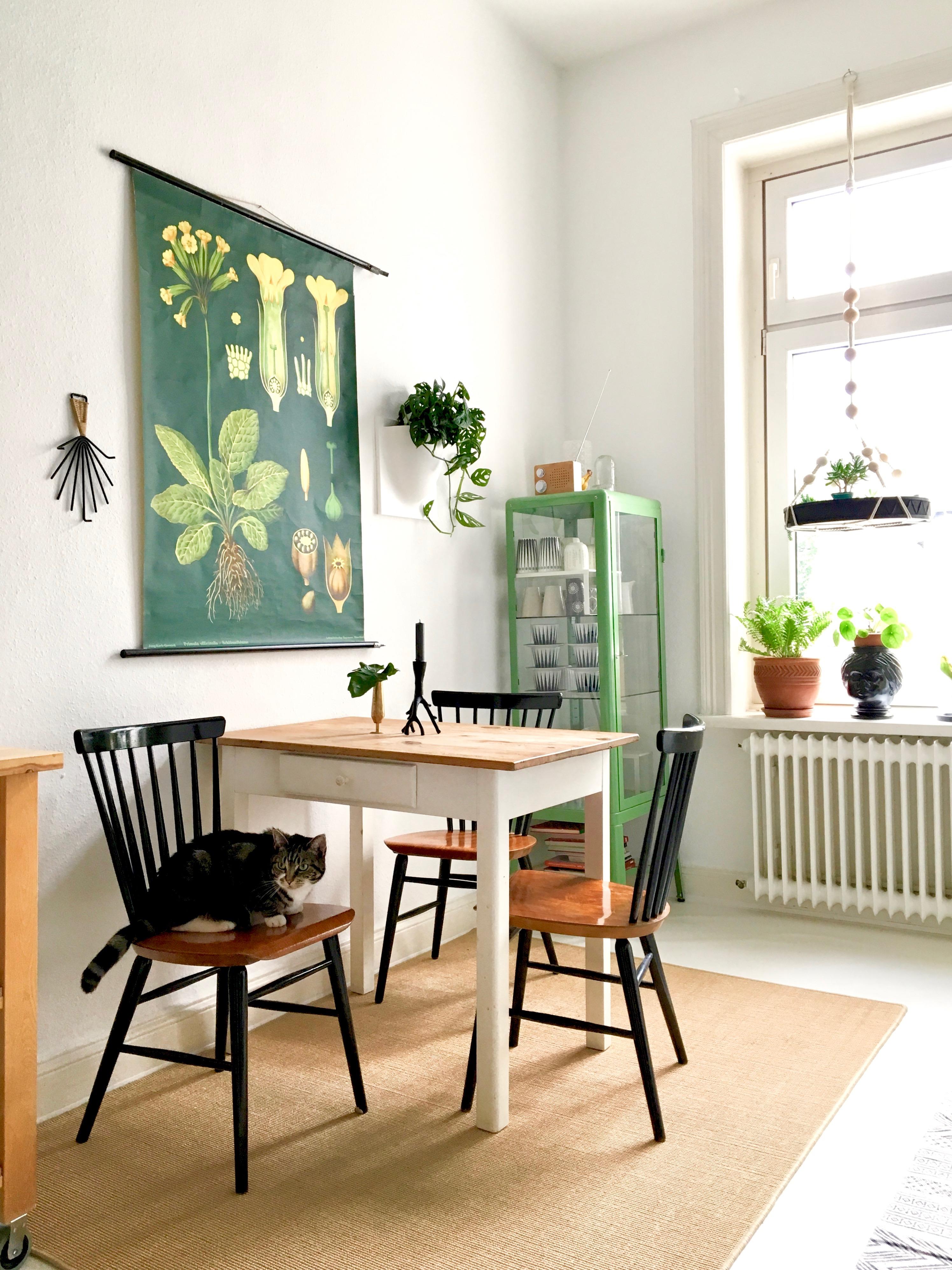 Warten aufs Frühstück 👁 🌿 ●
#Küche #Küchenliebe #Greenery #Katze #Altbau #Zimmerpflanzen #Vintage