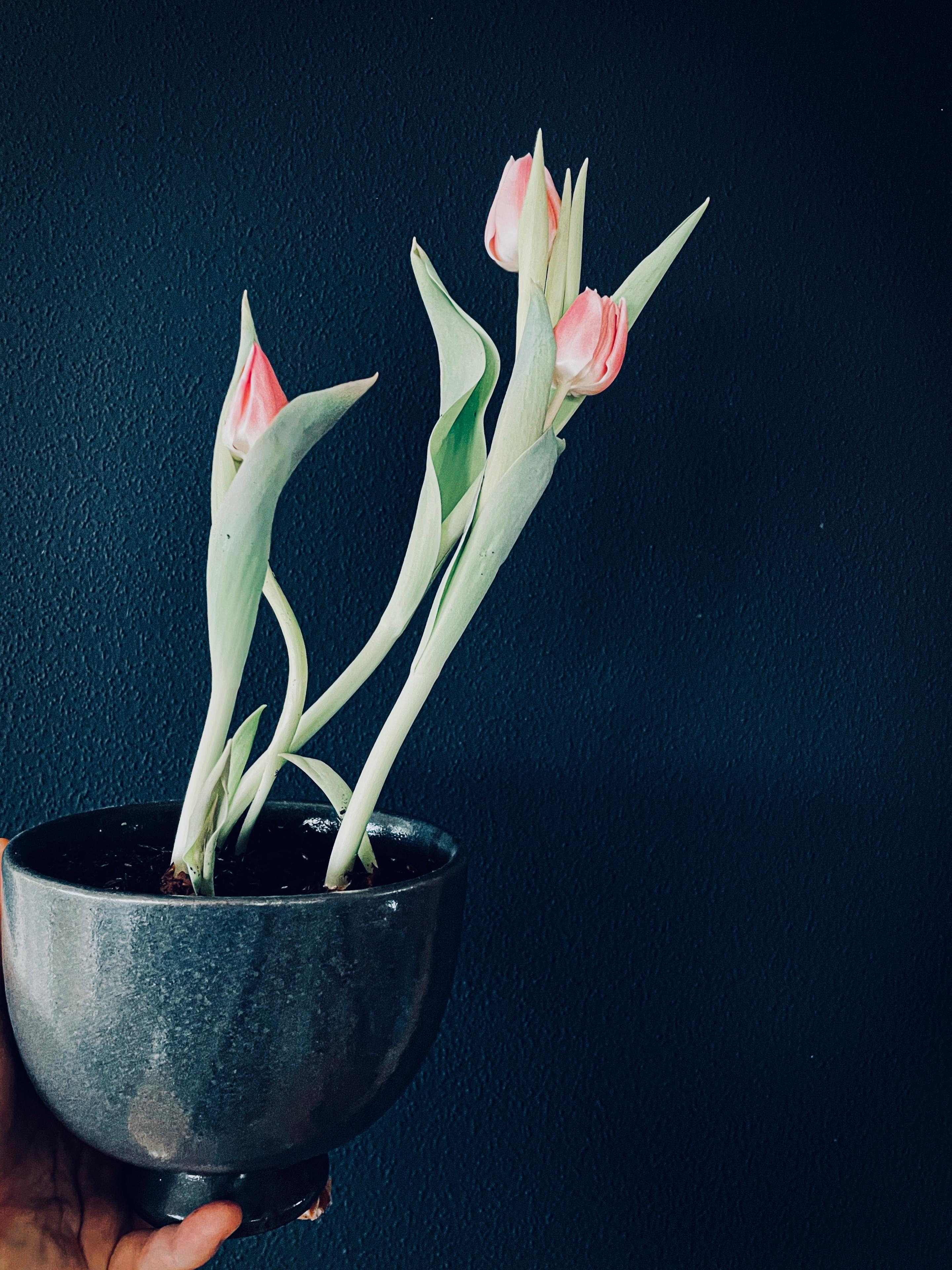 Warum #tulpen mal nicht im Haus wachsen lassen?