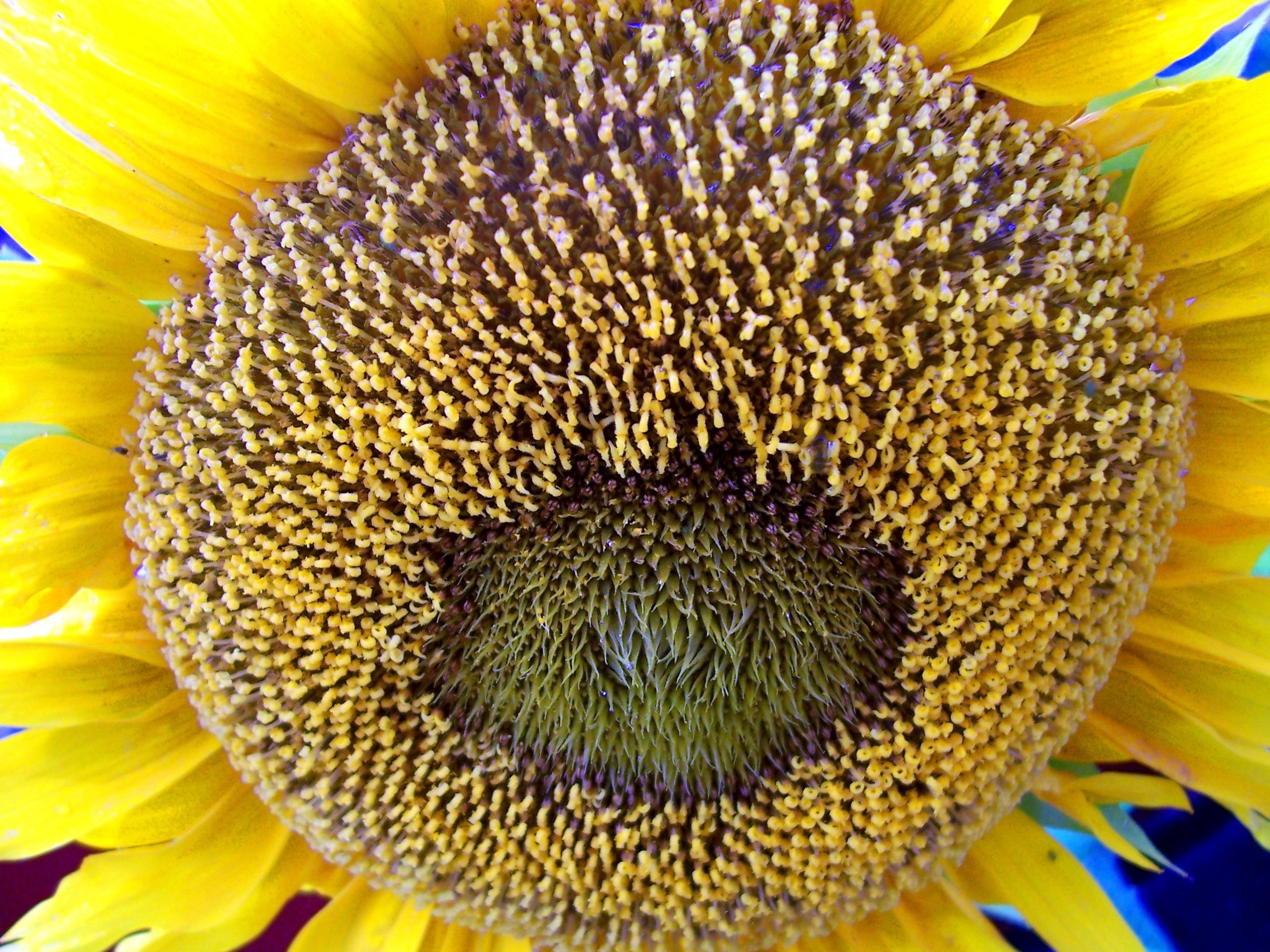 Was ist das?                  Richtig, der Blütenkelch einer Sonnenblume in meinem Garten #pflanzenliebe #blumen #garten