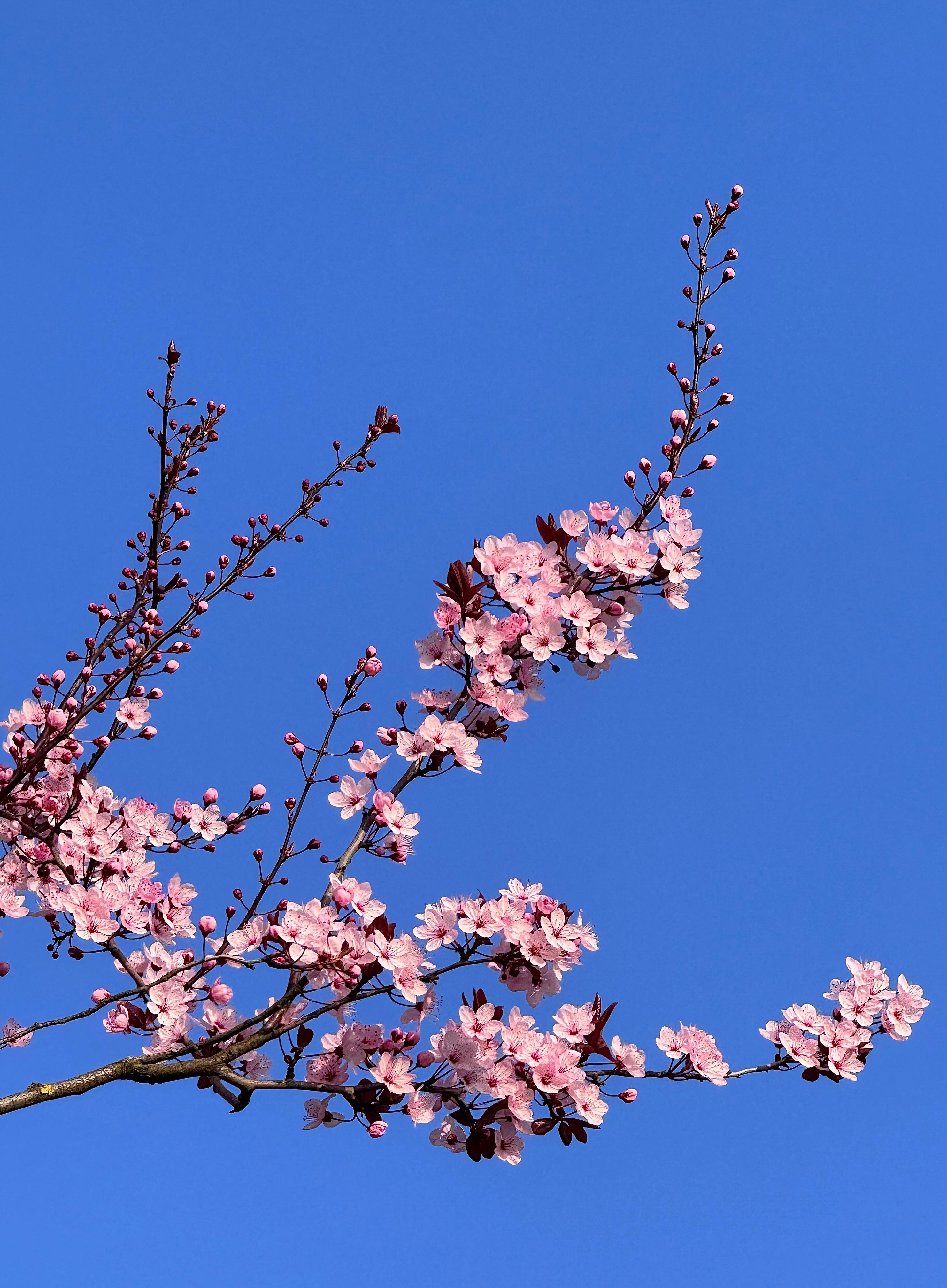 Was war das Wochenende schön 🩷 #Frühling #Natur #Outdoor #Blumenliebe #Farbenliebe #Springiscoming 
