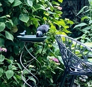 Wasser, so wichtig für alles was fliegt und im Garten unterwegs ist.🙏