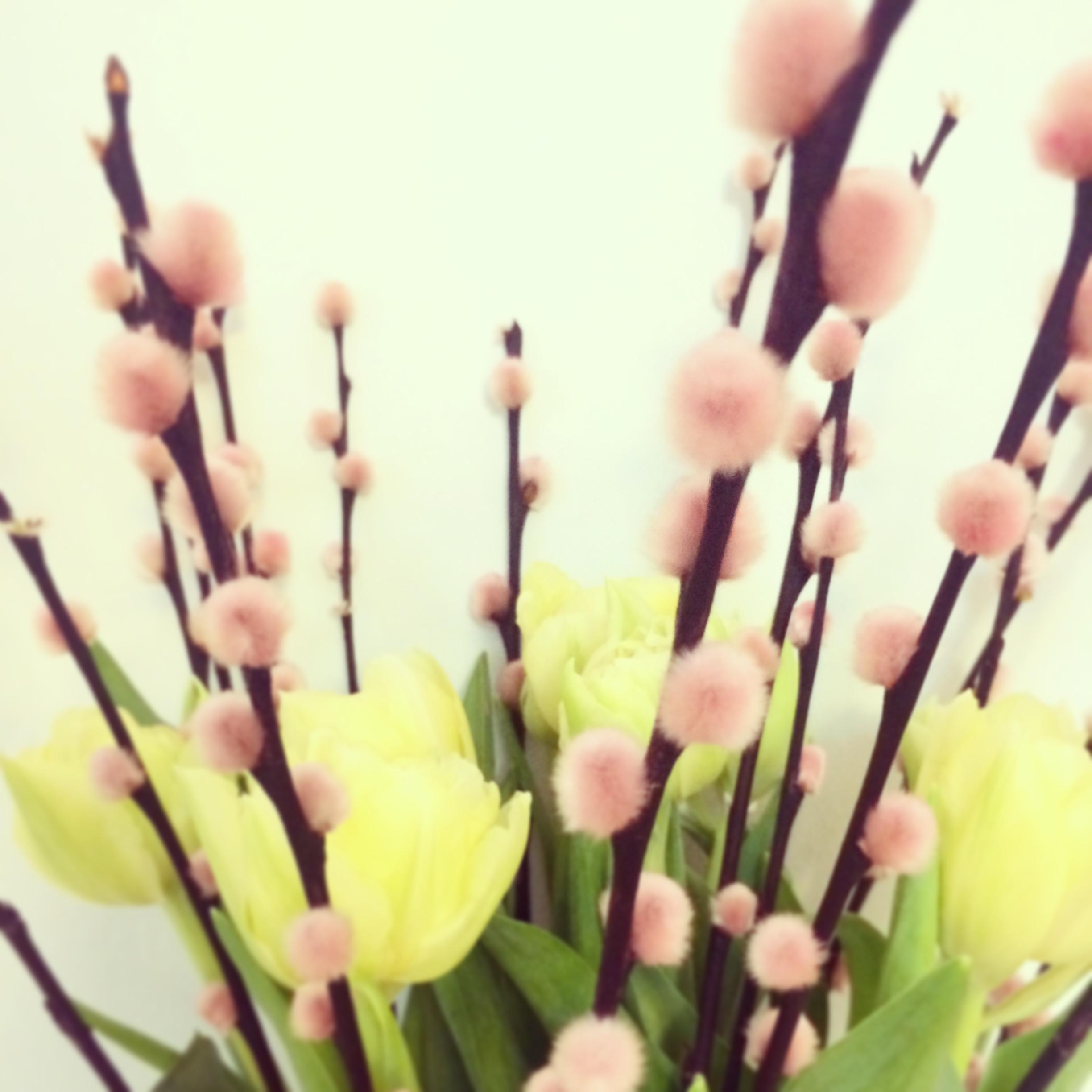 #weidekätzchen #tulpen #pink #frühling #flowerlove