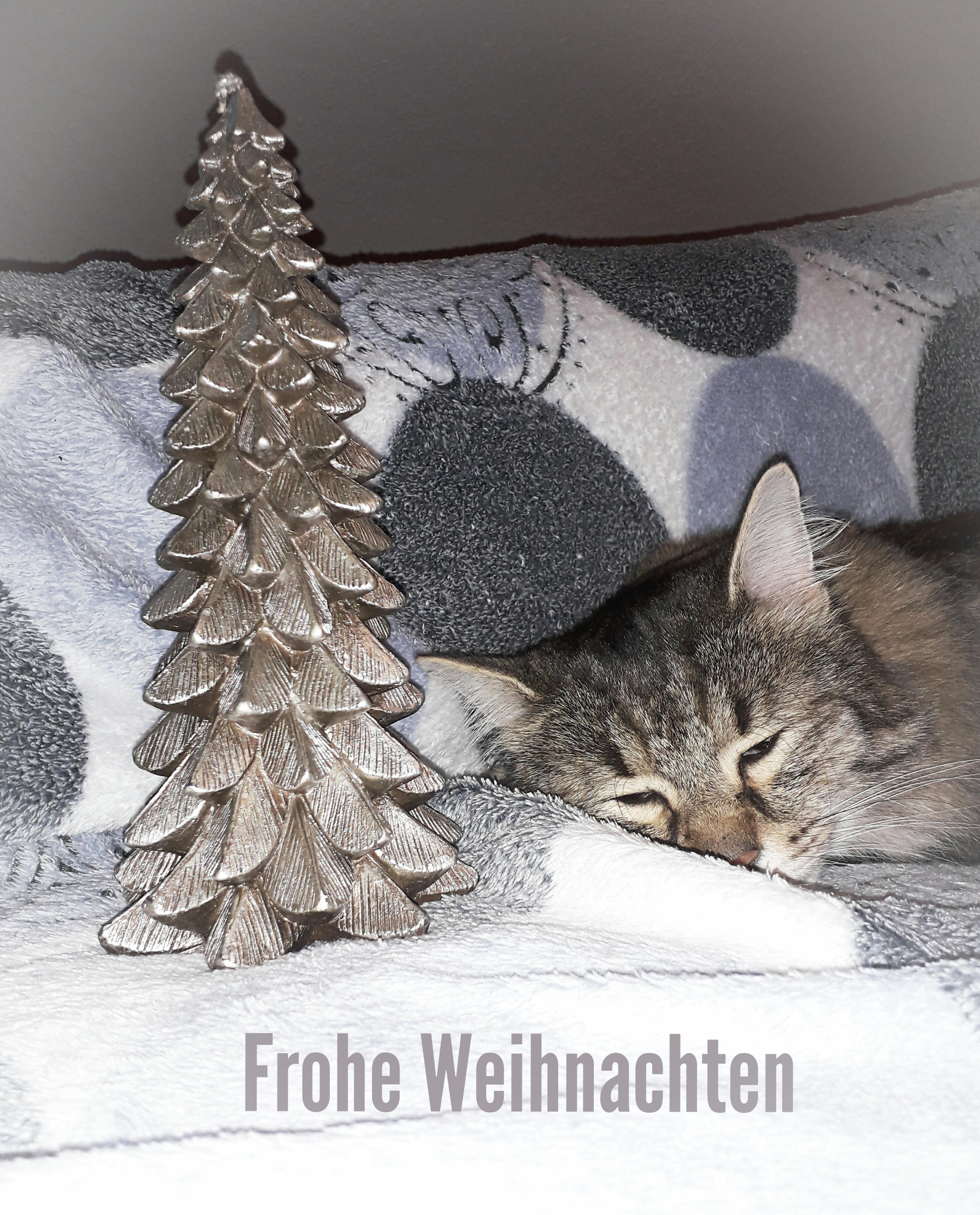 #Weihnachten #Heiligabend #Kater #Katze #Kerze #Janosch #FroheWeinachten #sleepyhead