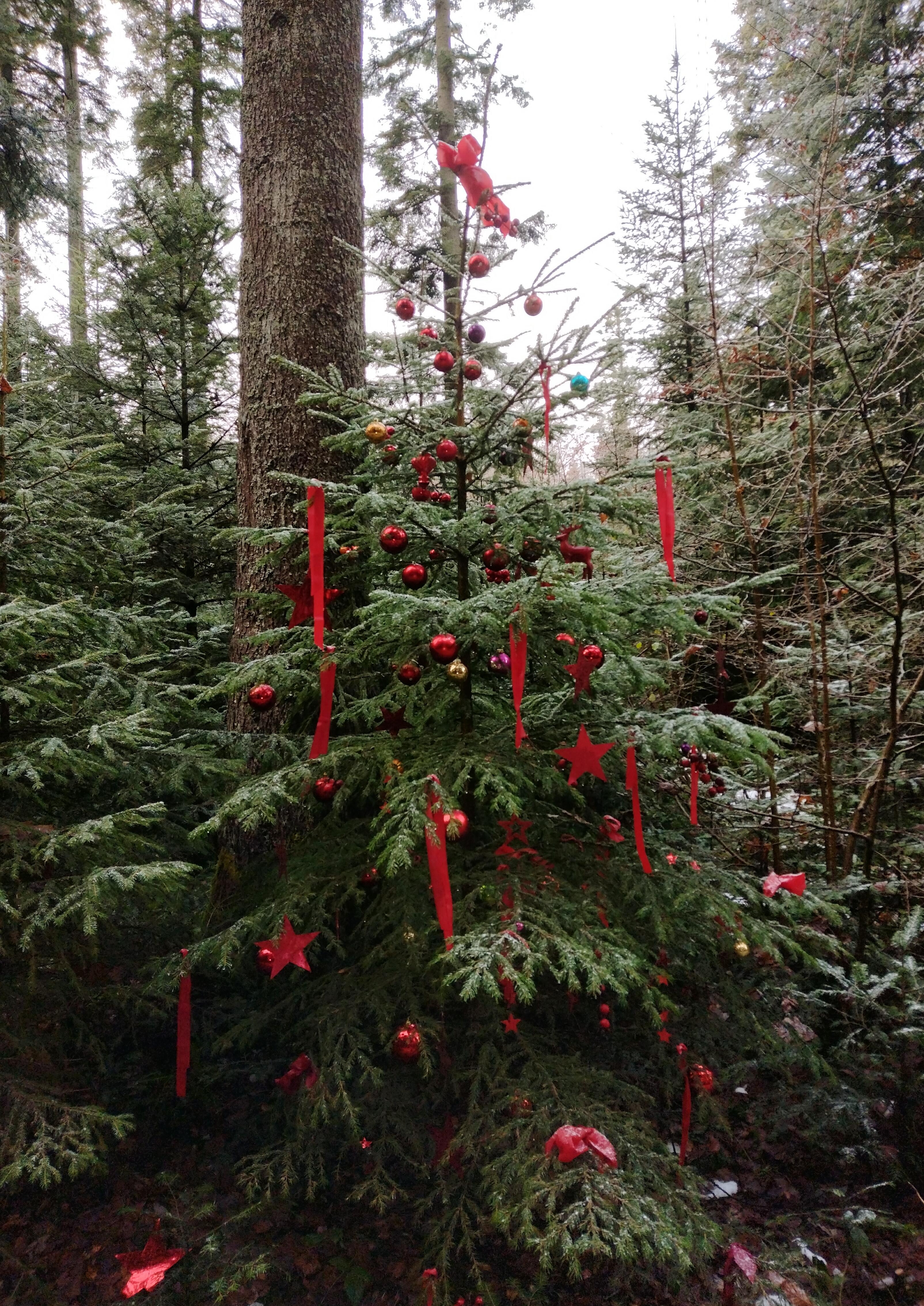 #weihnachtsbaum #tannenbaum #wald #natur #winter