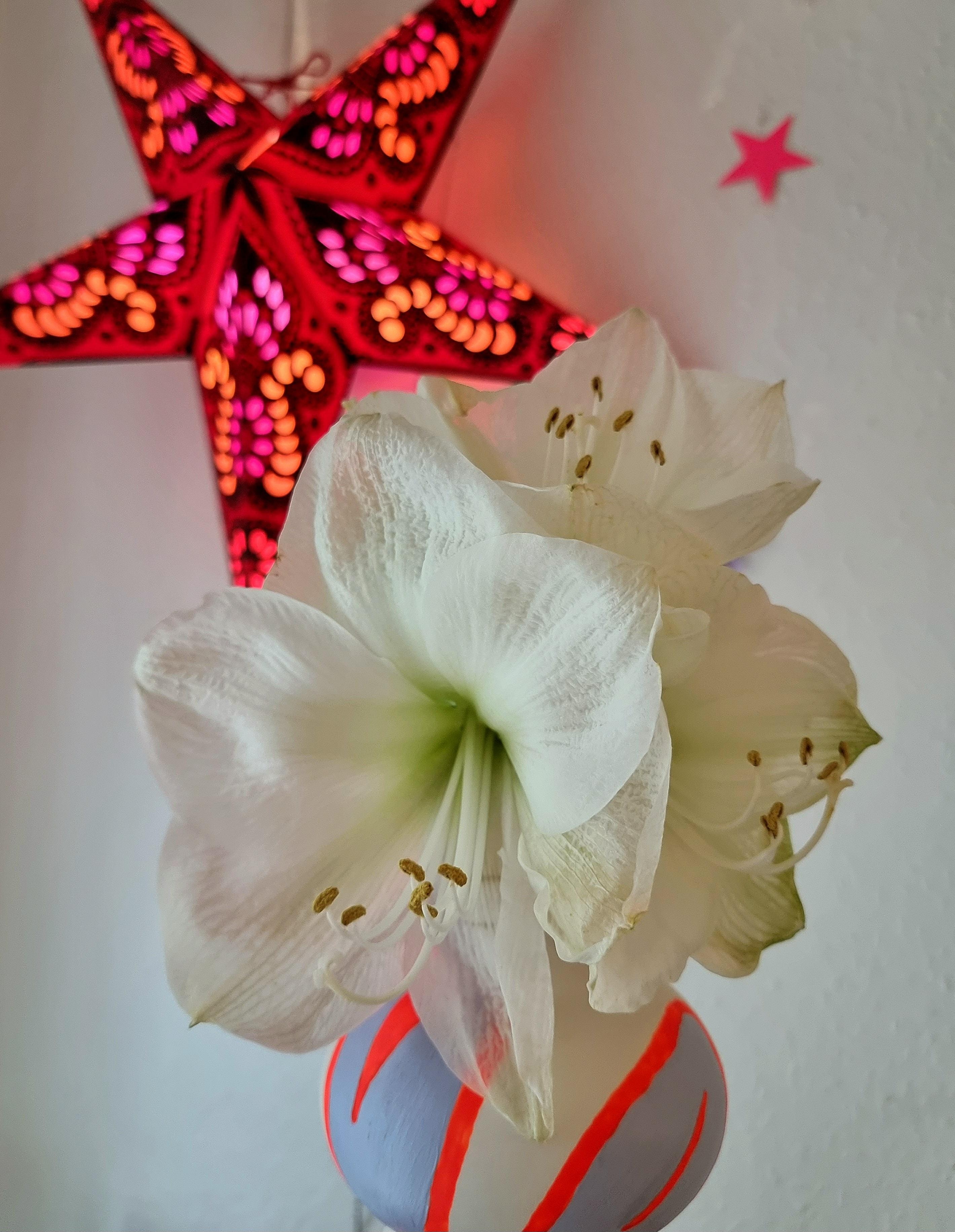 Weihnachtsmarktfund #🌲 #⭐️ #papierstern #xmas #weihnachtsdeko #vase #hygge #livingroom #interior #colourful #skandi 