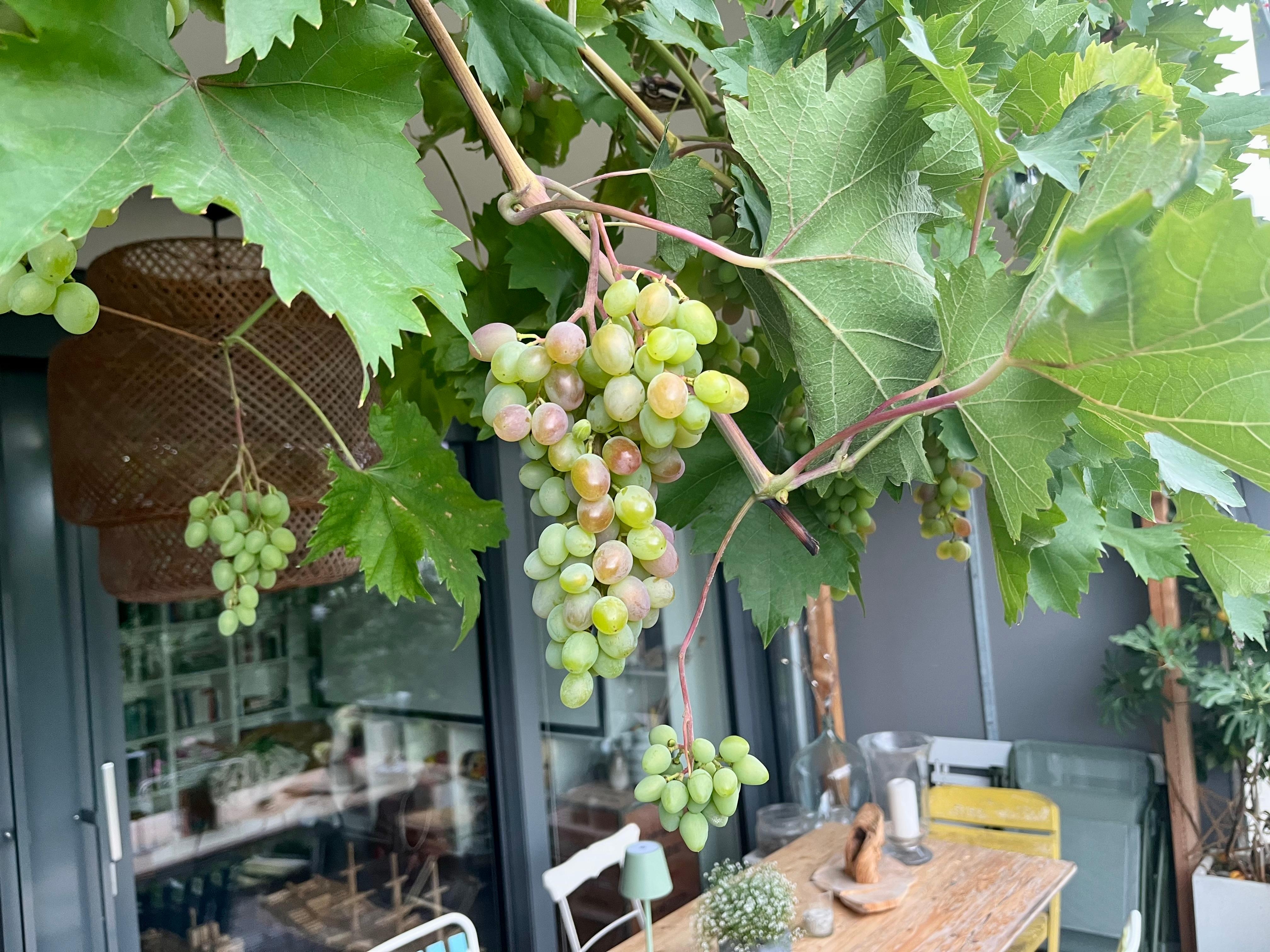 #wein #terrasse
