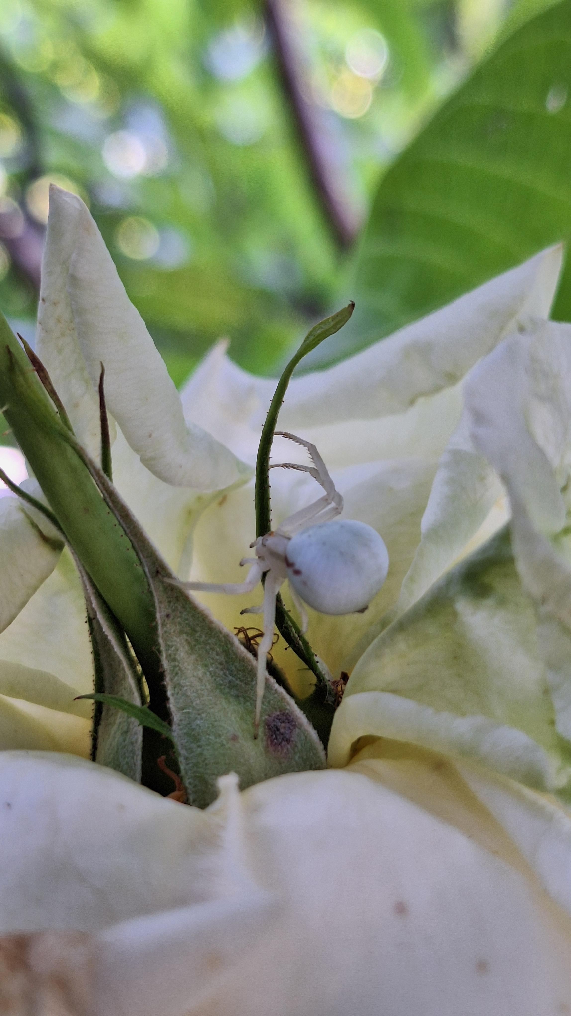 .Weiße Rose • weiße Spinne.
#Rosen #Garten #Spinne #Krabbenspinne #Natur #Tarnung